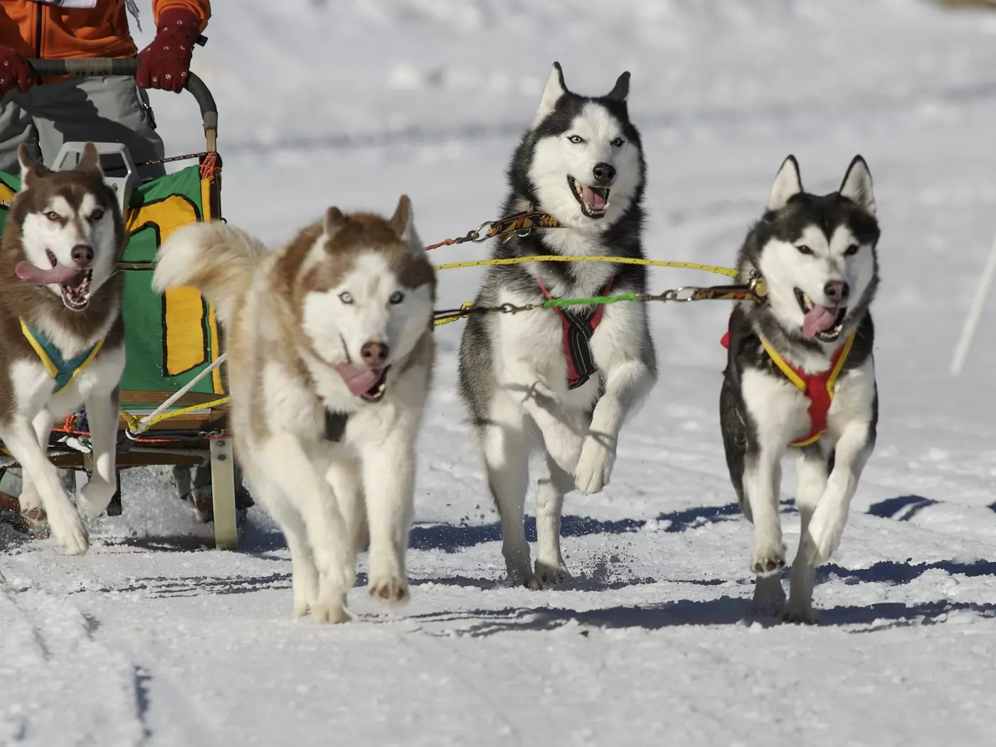 Dog sledding in Denali 
