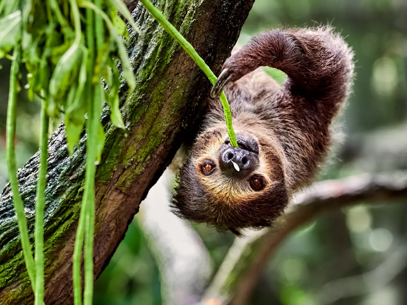 Sloth, Lake Gatun