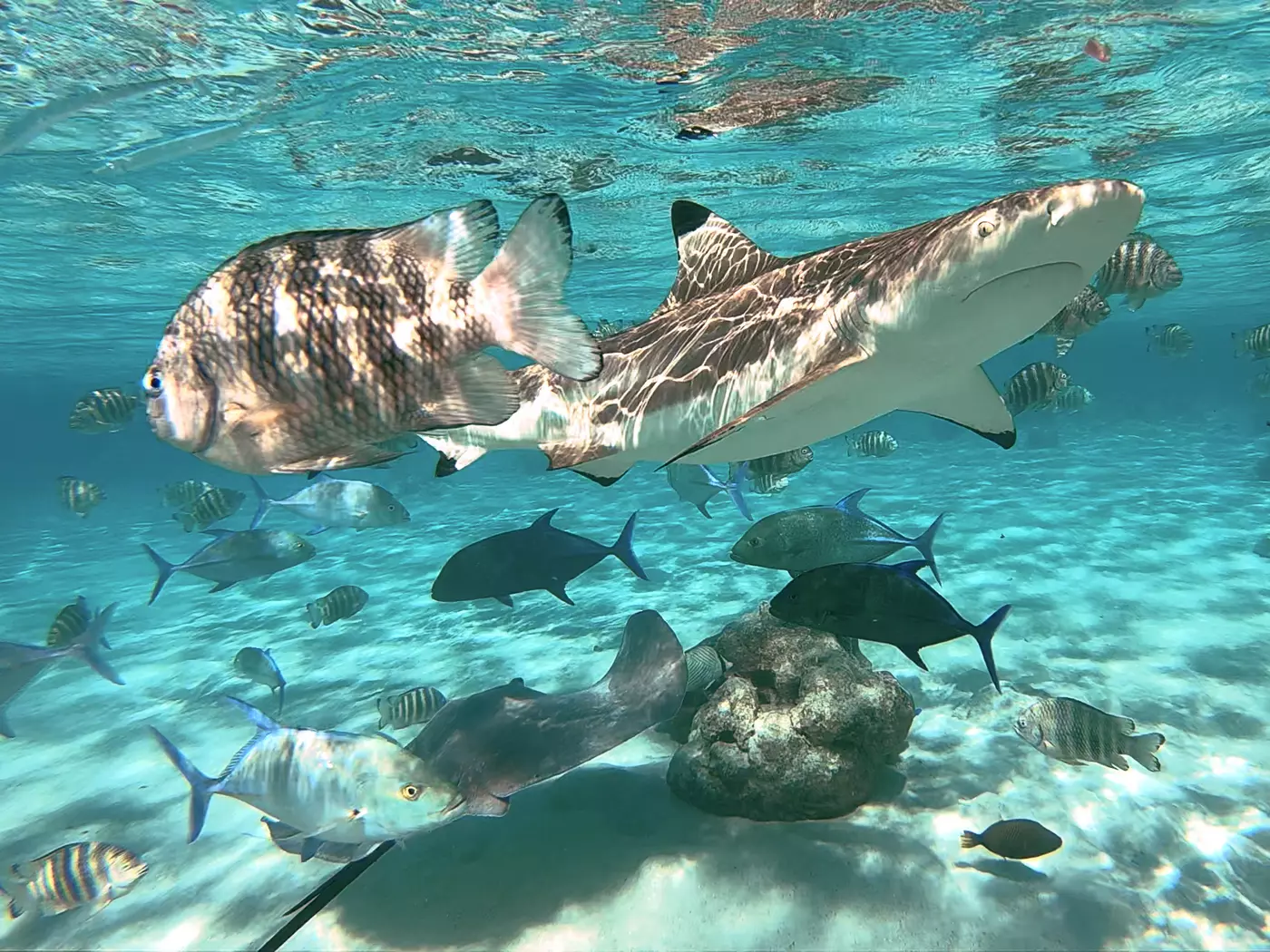 Meet the friendly Sharks & Rays