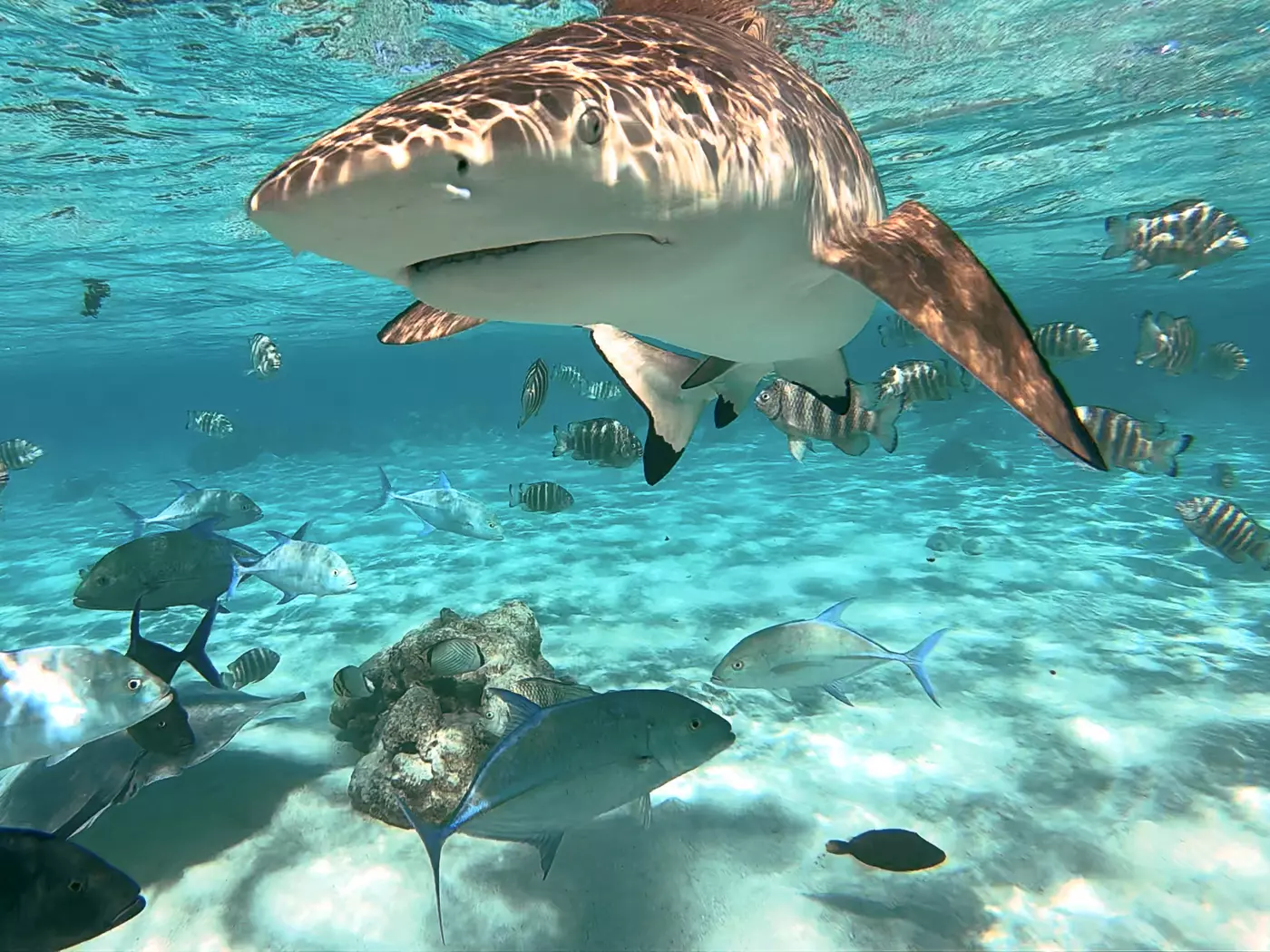 Bora Bora's resident sharks Meet Bora Bora's resident sharks