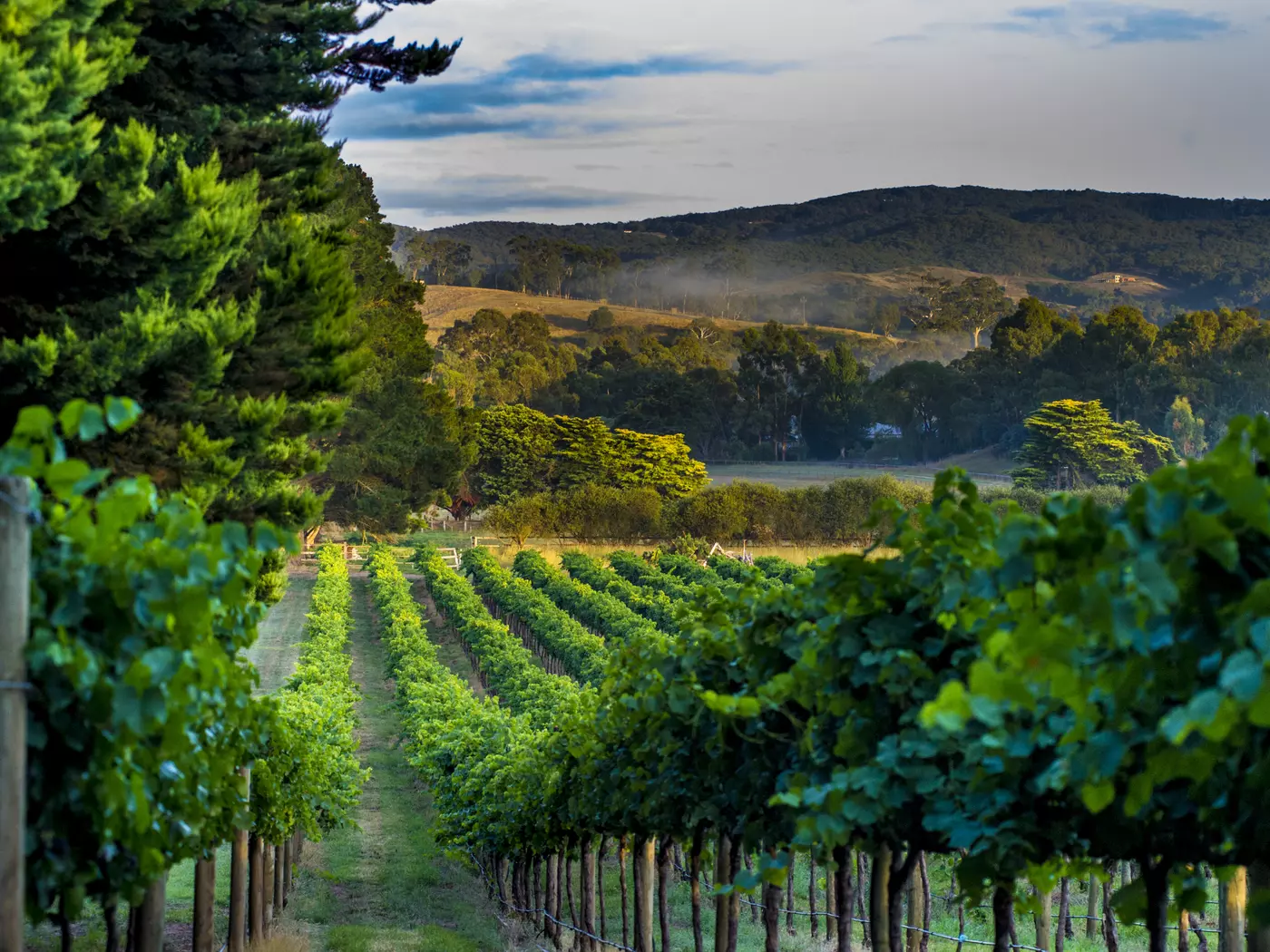 Vineyards, South Australia