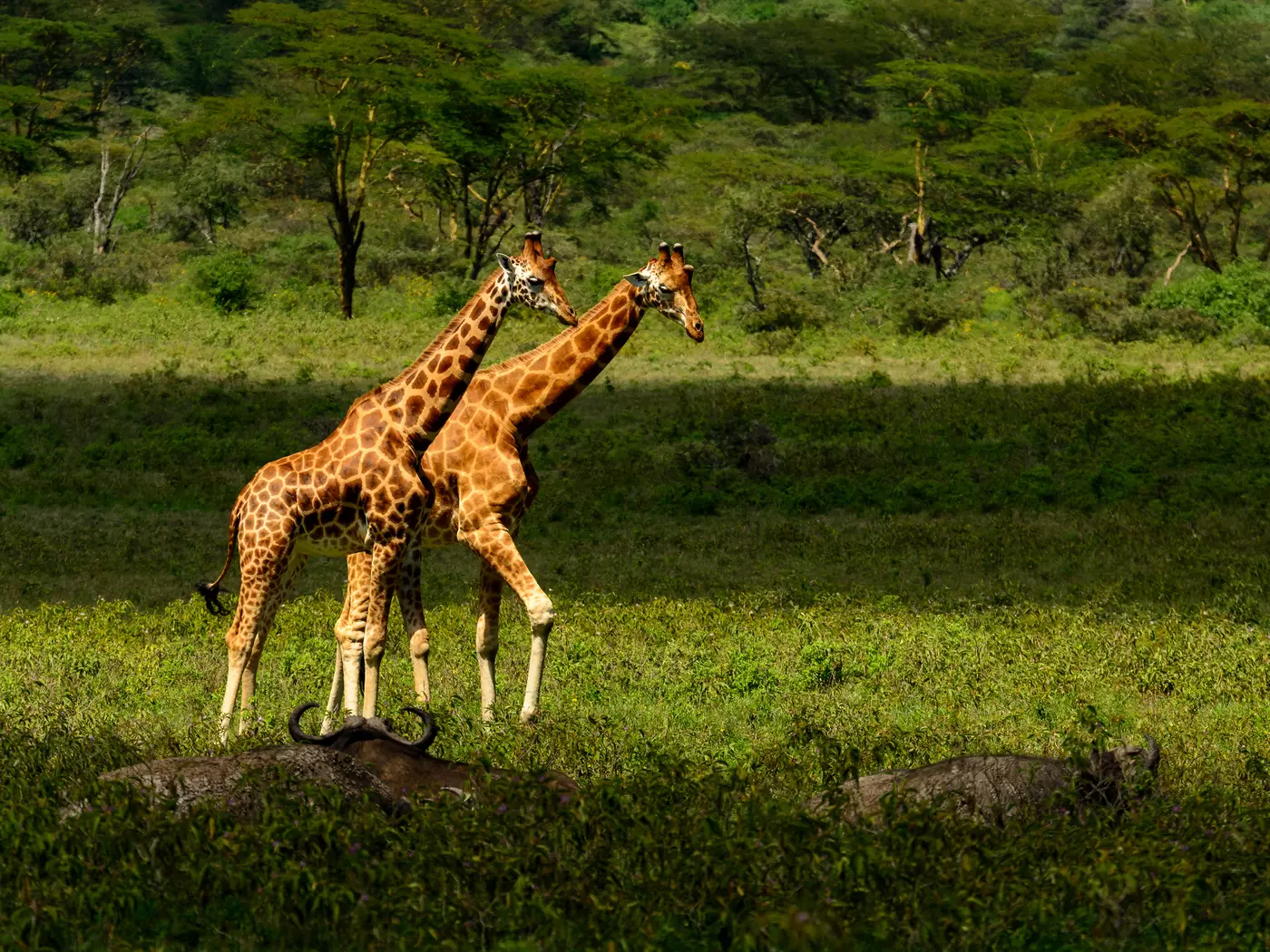 Soysambu Wildlife Conservancy