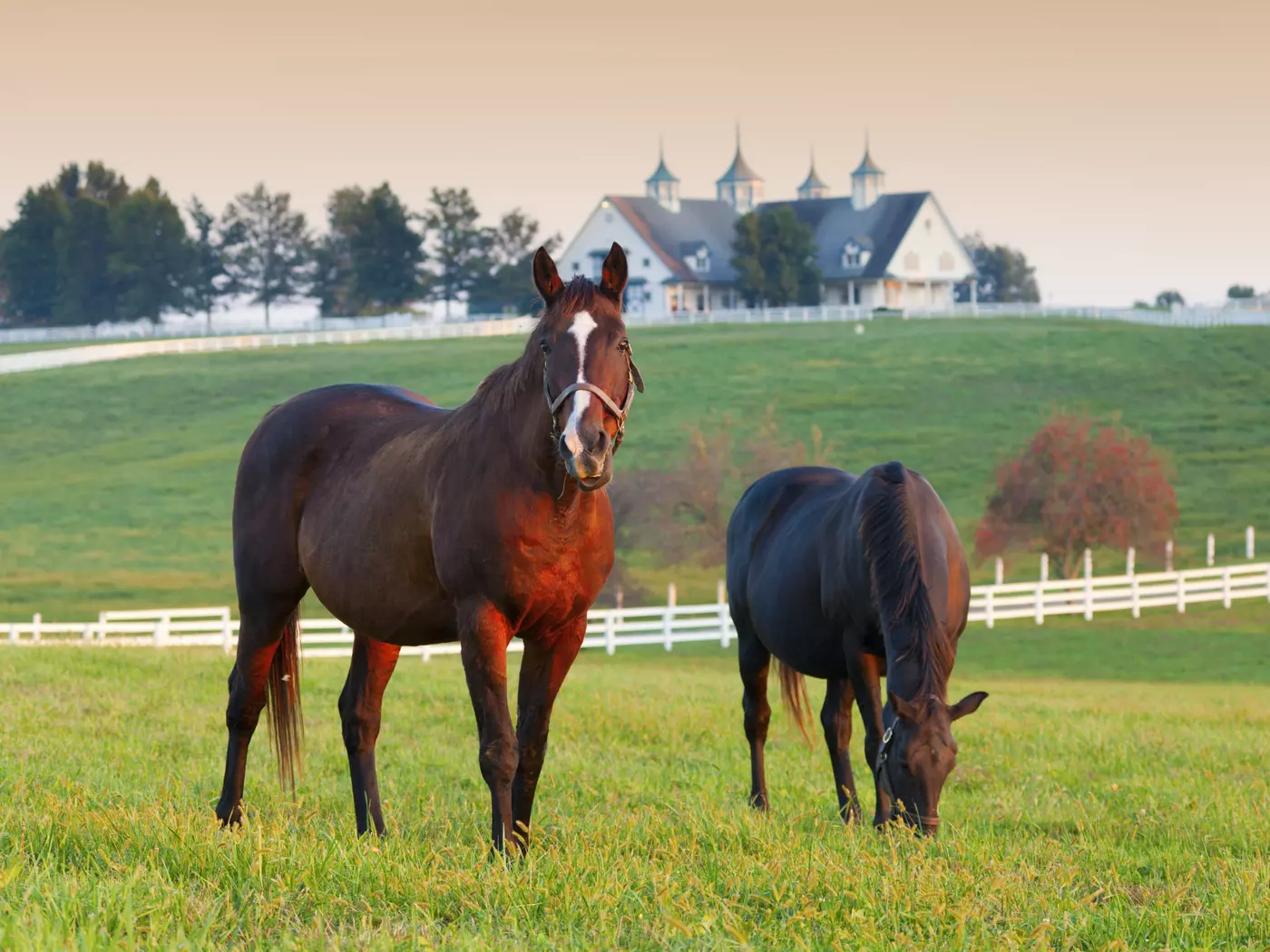 Stud Farm Lexington, Kentucky