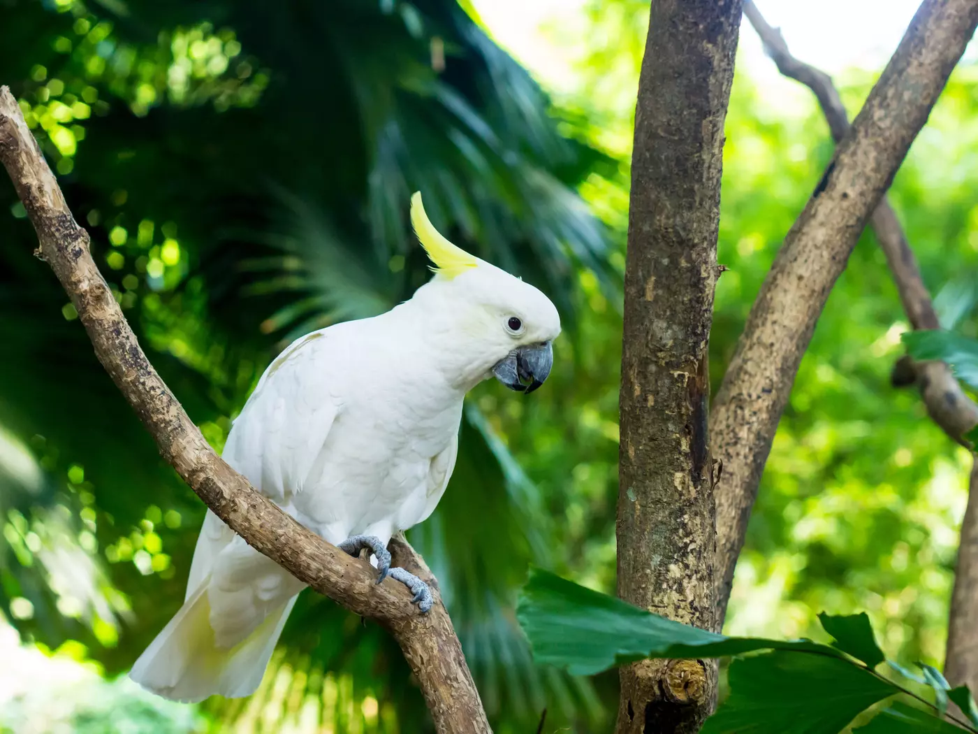 Sulphur-crested Cockatoo