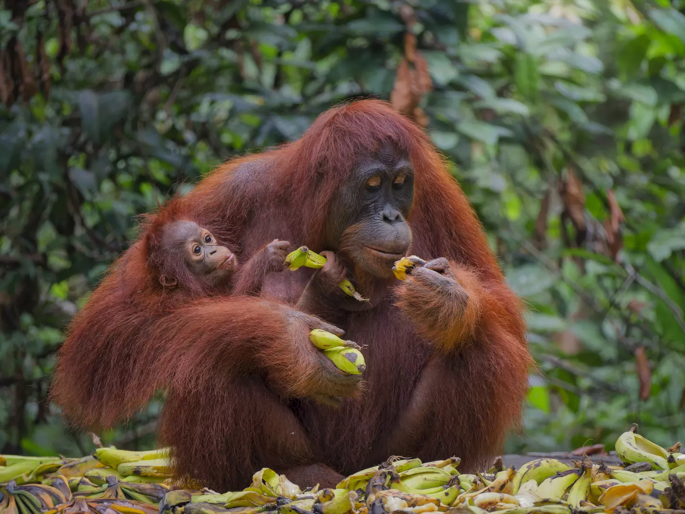  Tanjung Puting National Park