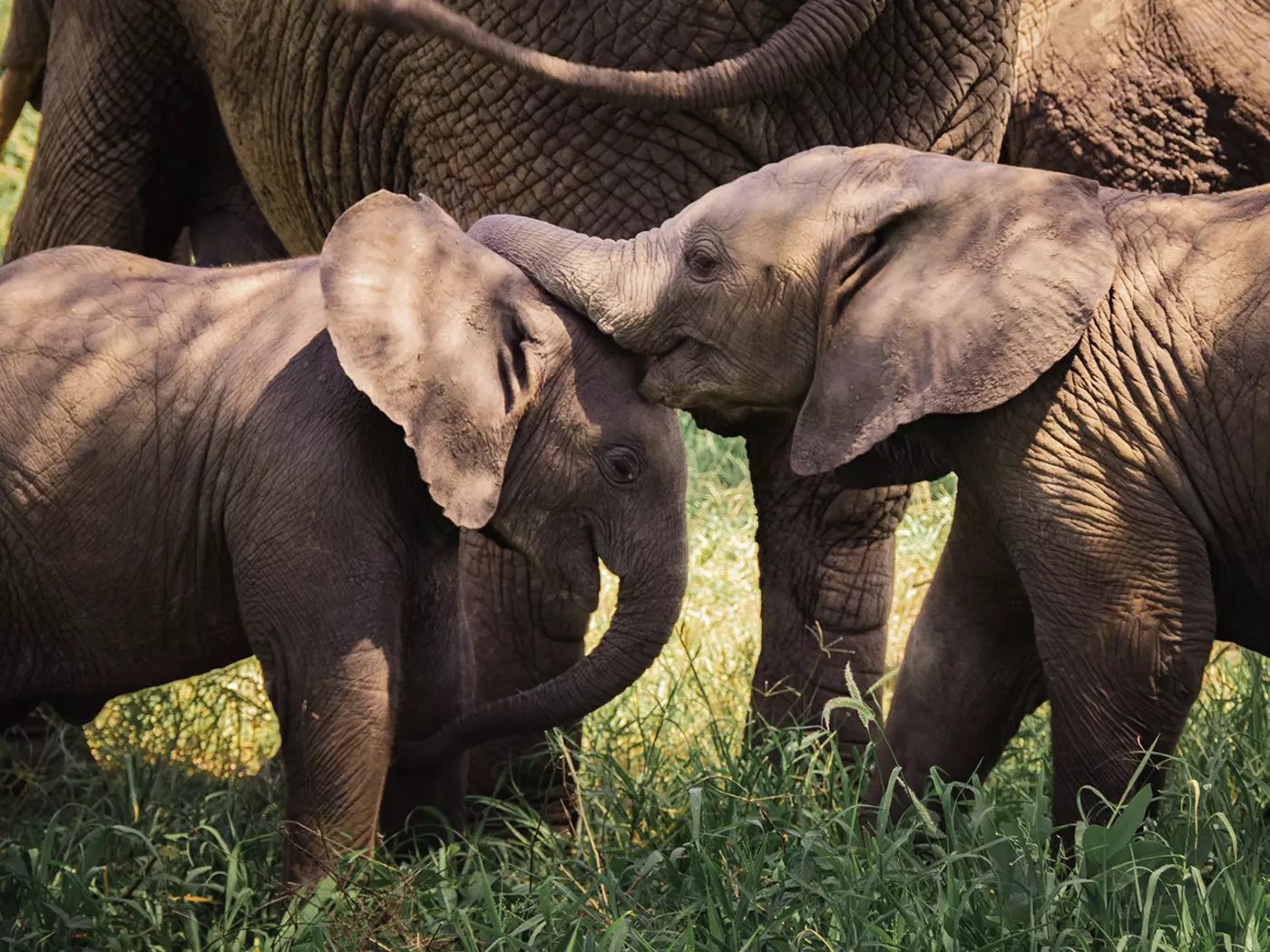 Tarangire National Park