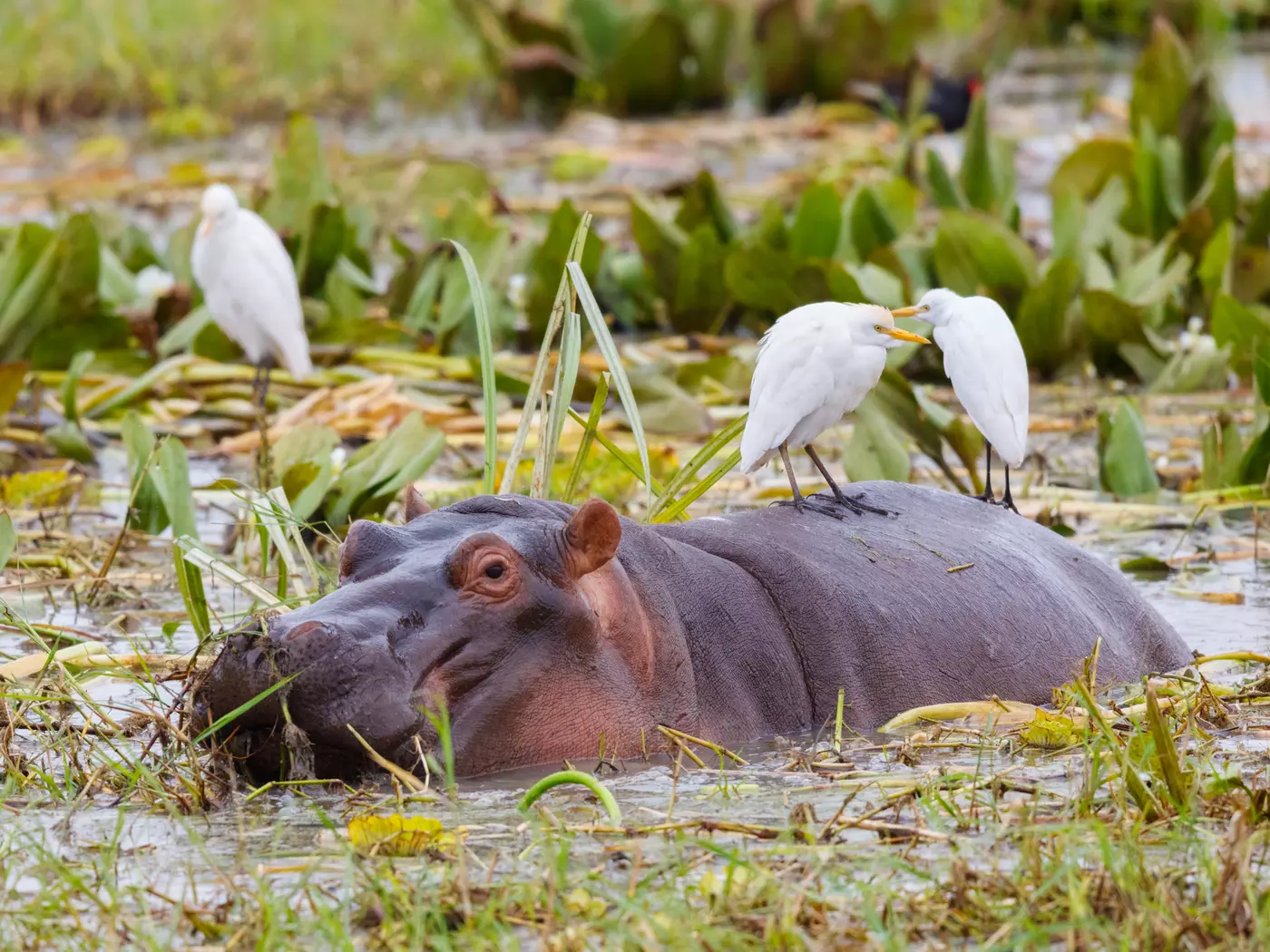 Tarangire National Park