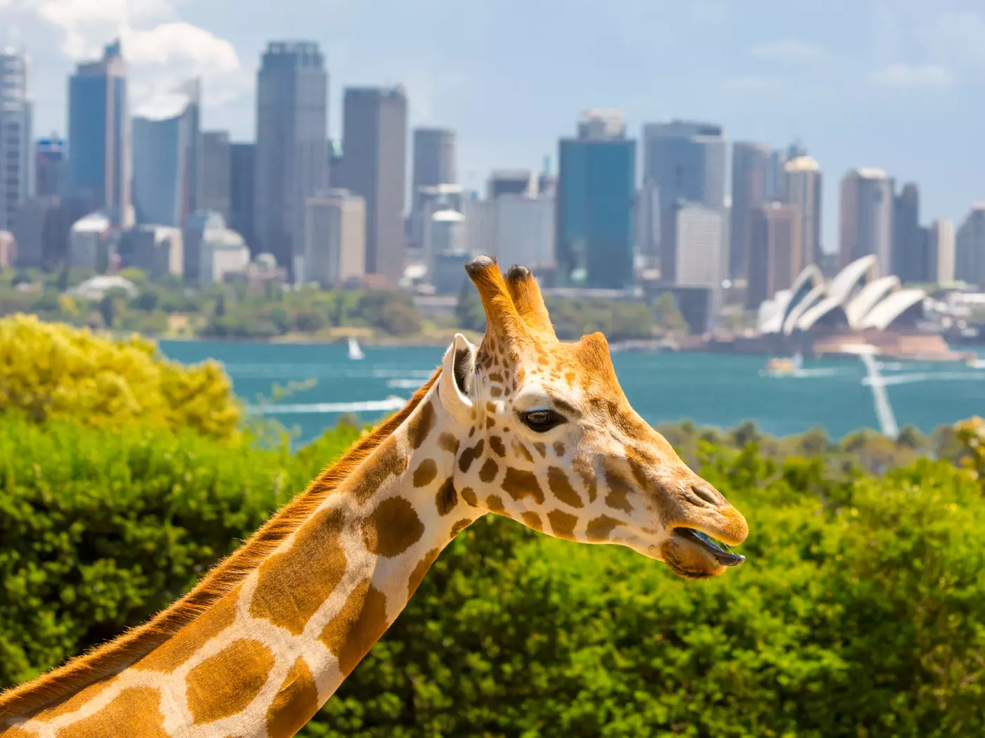 Visit the Giraffe's at Taronga Zoo with Sydney Harbour as the backdrop