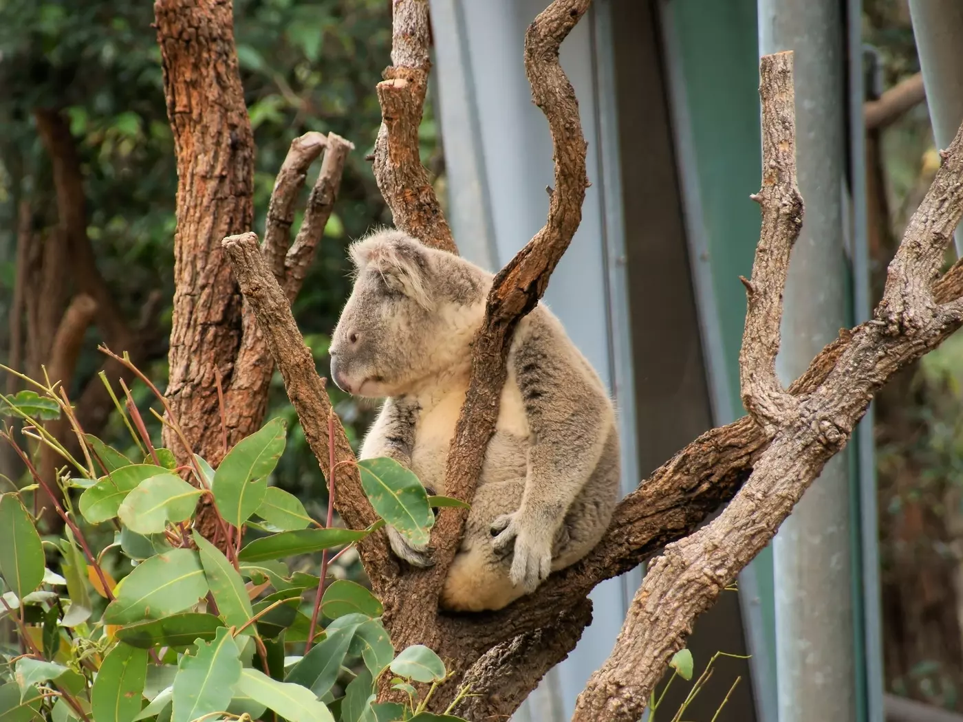 Taronga Zoo