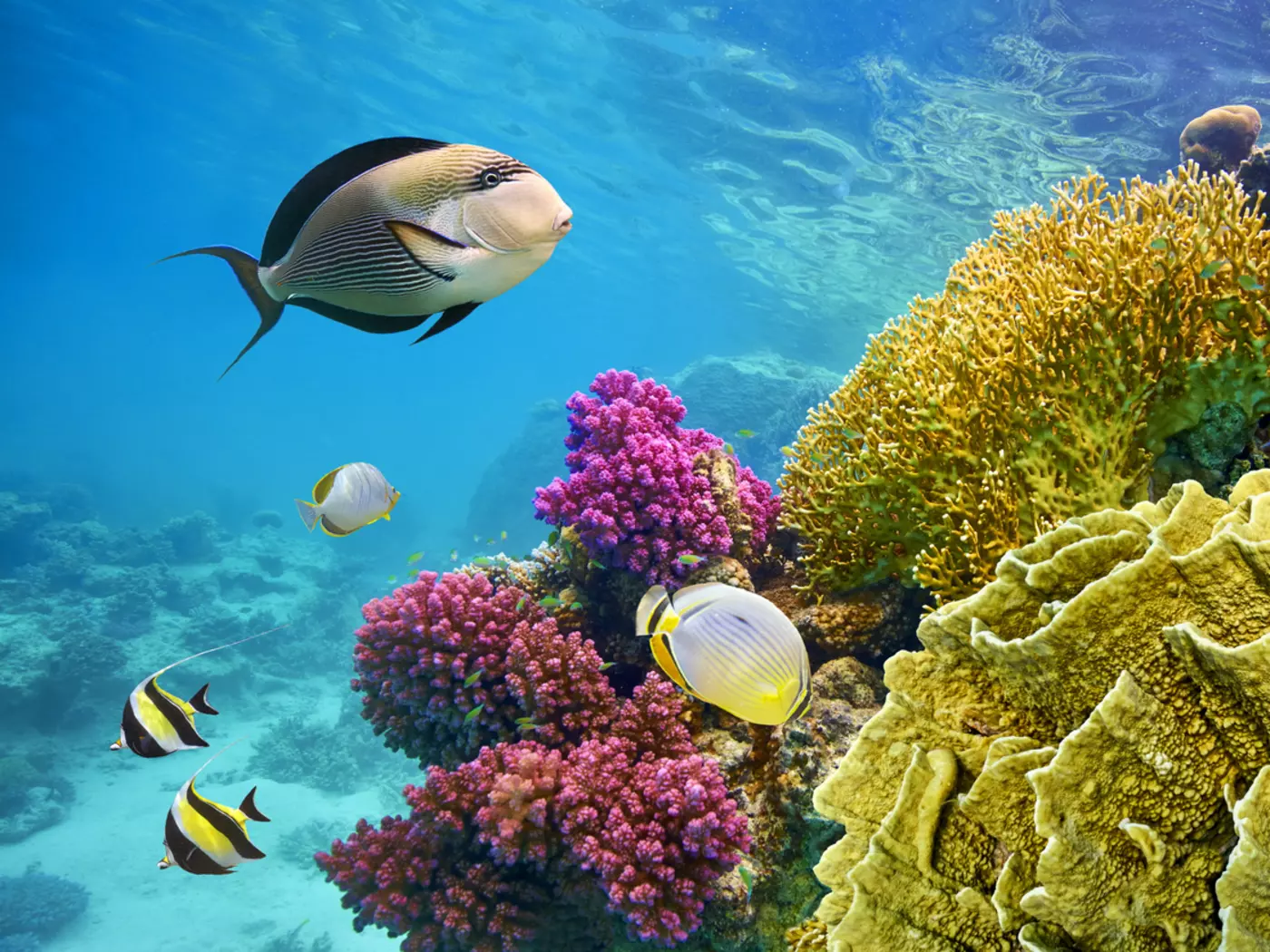 The Great Barrier Reef