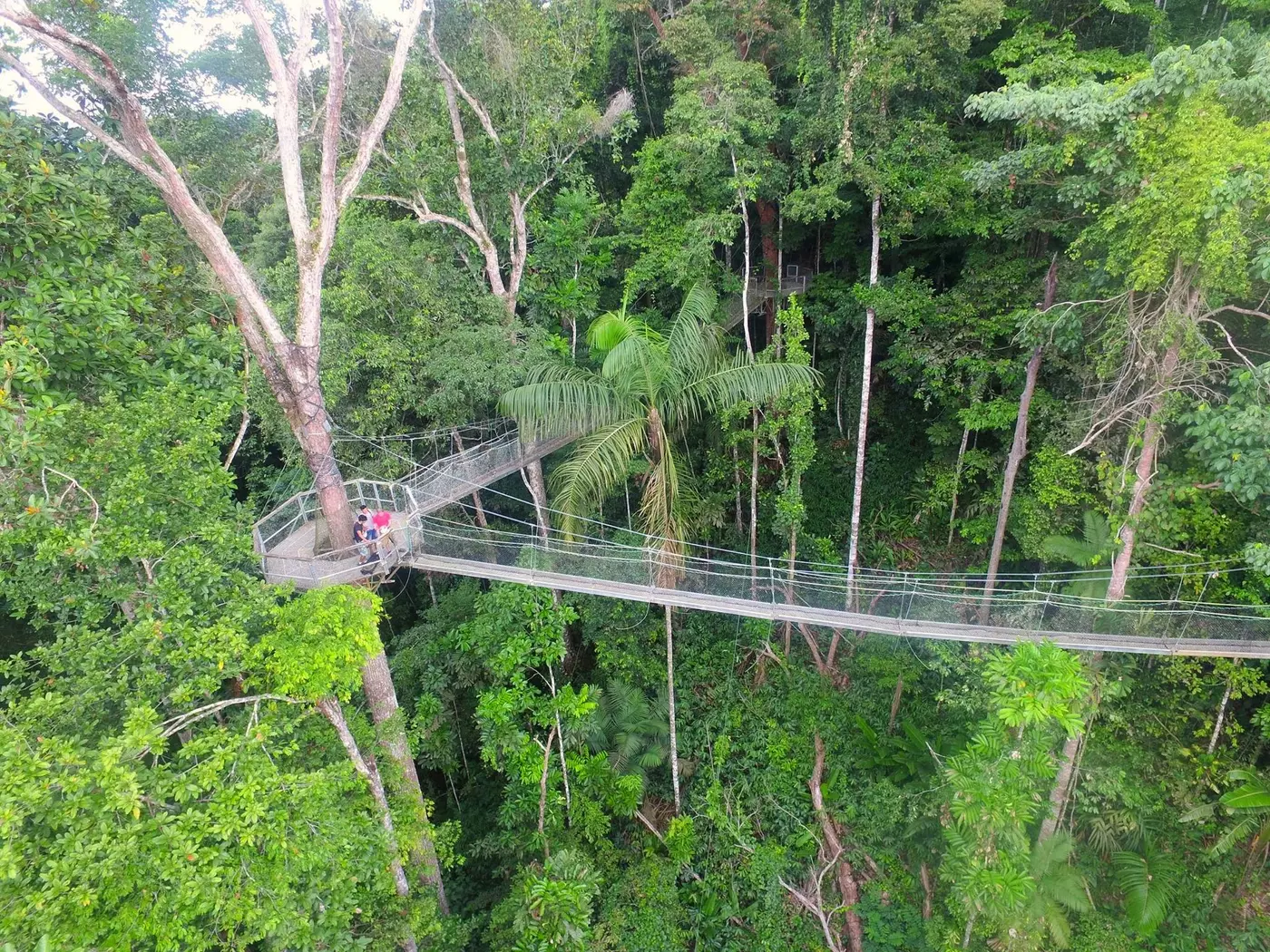 The Iwokrama Canopy Walkway