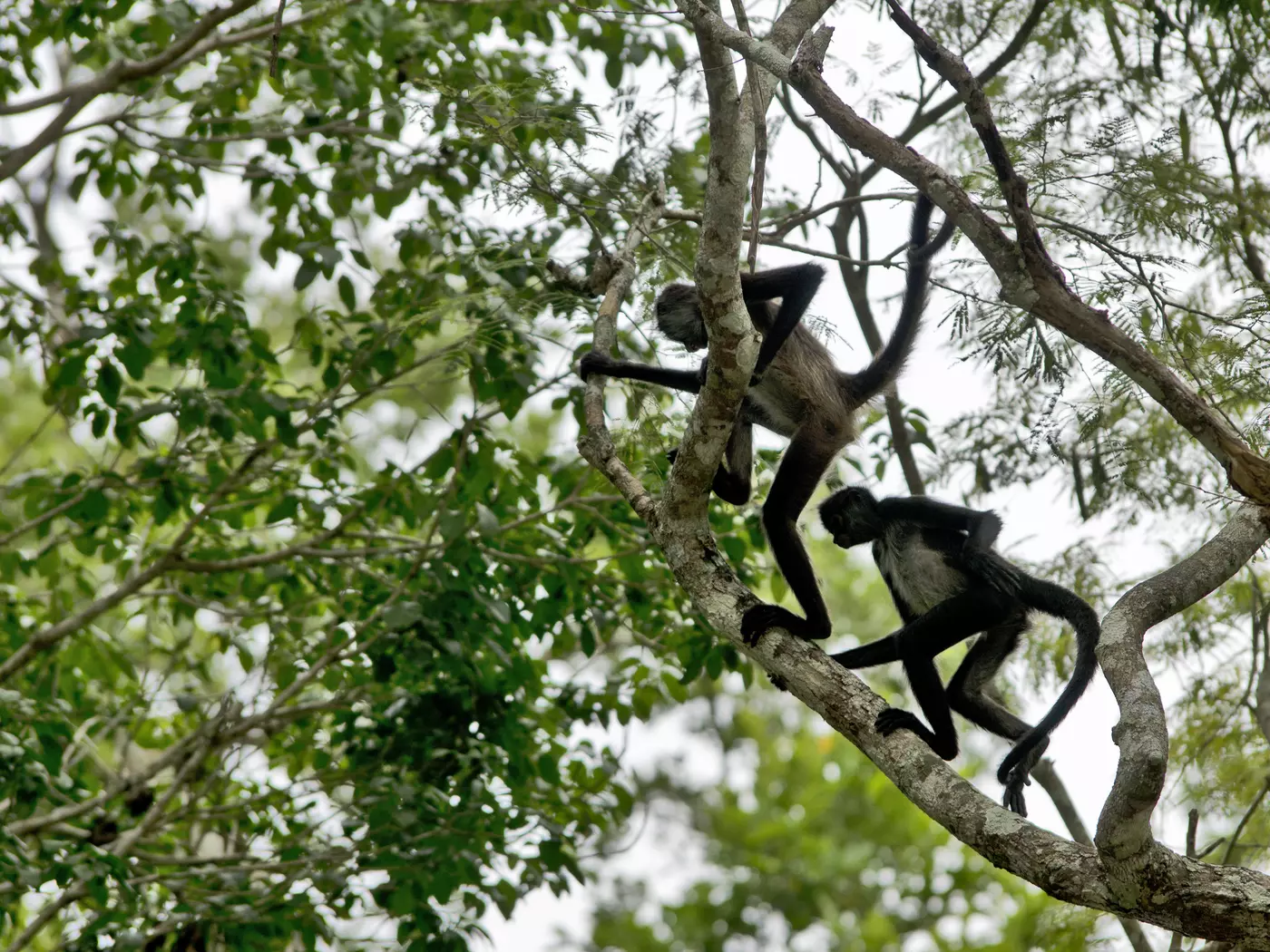 Try to spot the spider monkeys in Tikal National Park