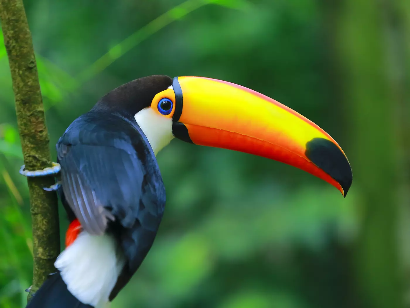 A Toucan in the Brazilian Amazon