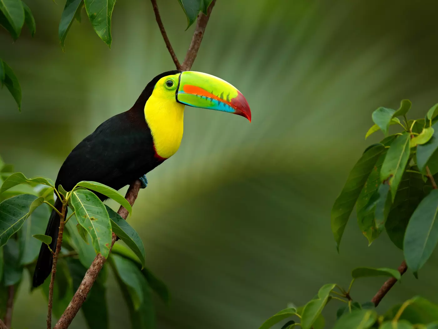 Costa Rica is home to abundant birdlife