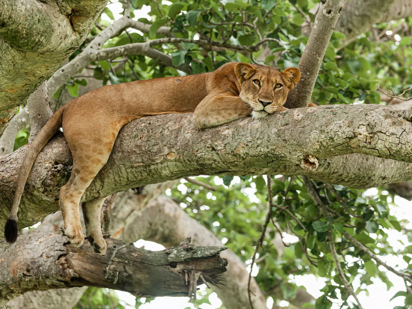 Lioness, Queen Elizabeth National Park