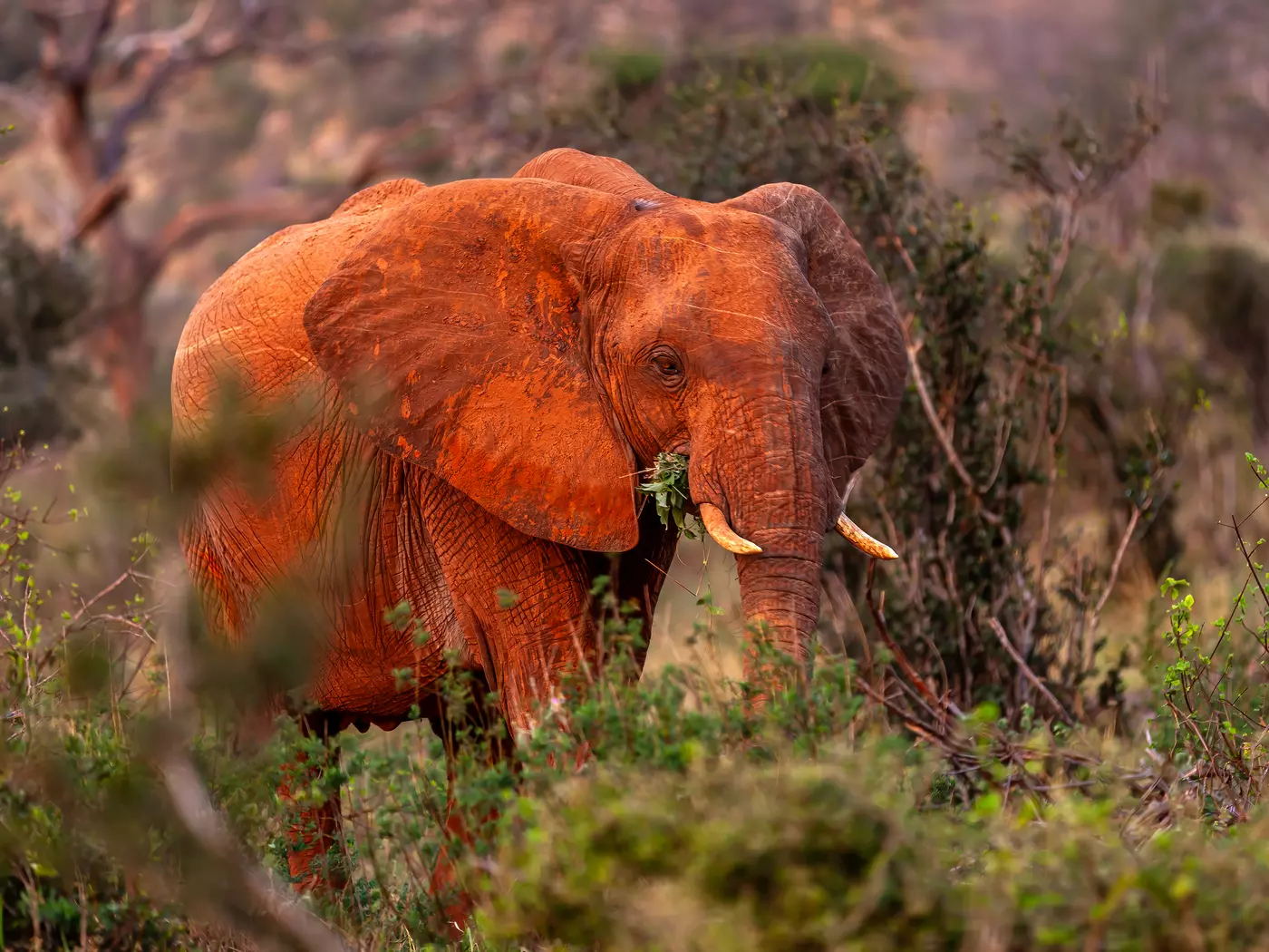 Tsavo National Park