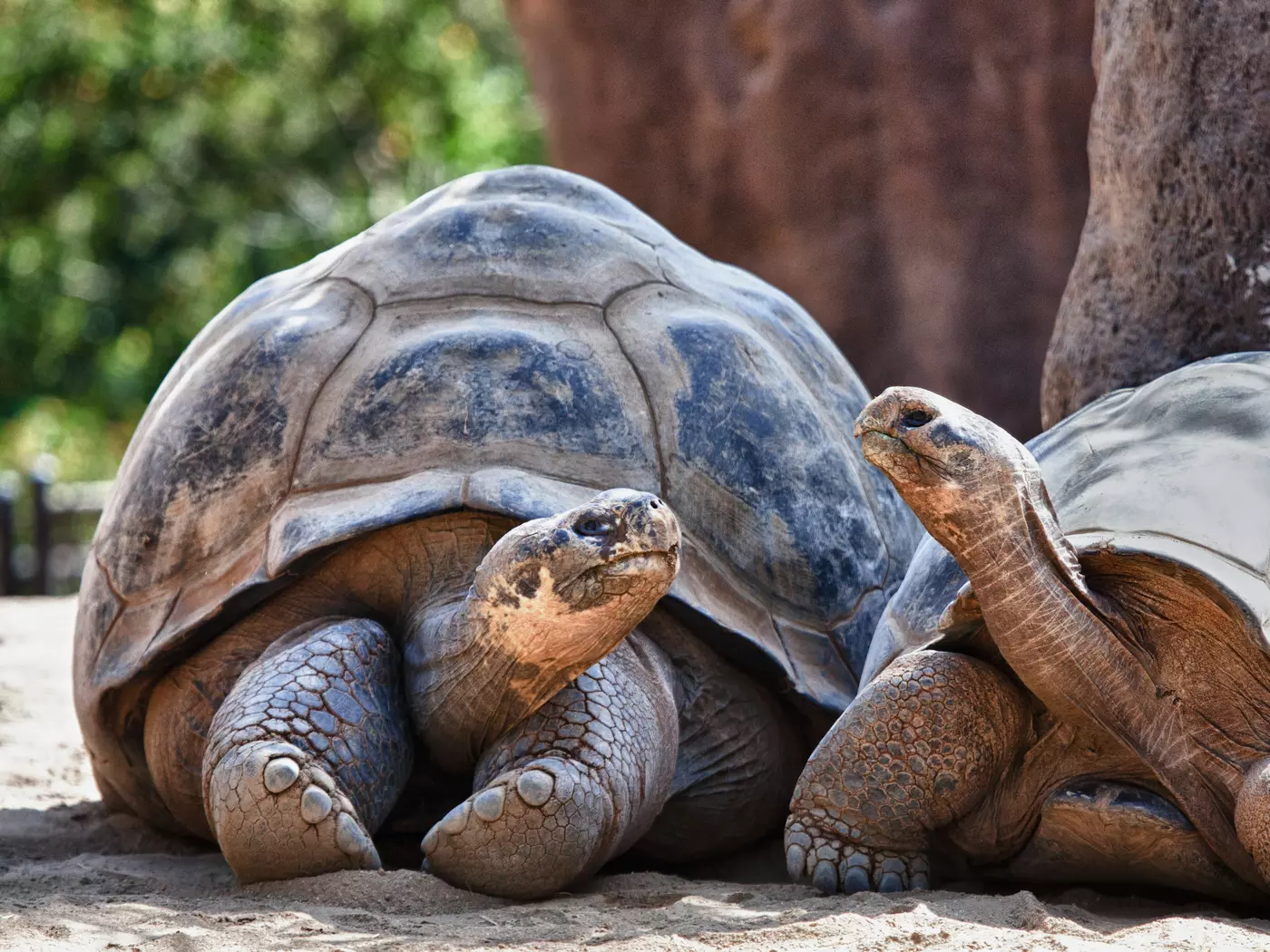 Two Galapagos Tortoises having a conversation