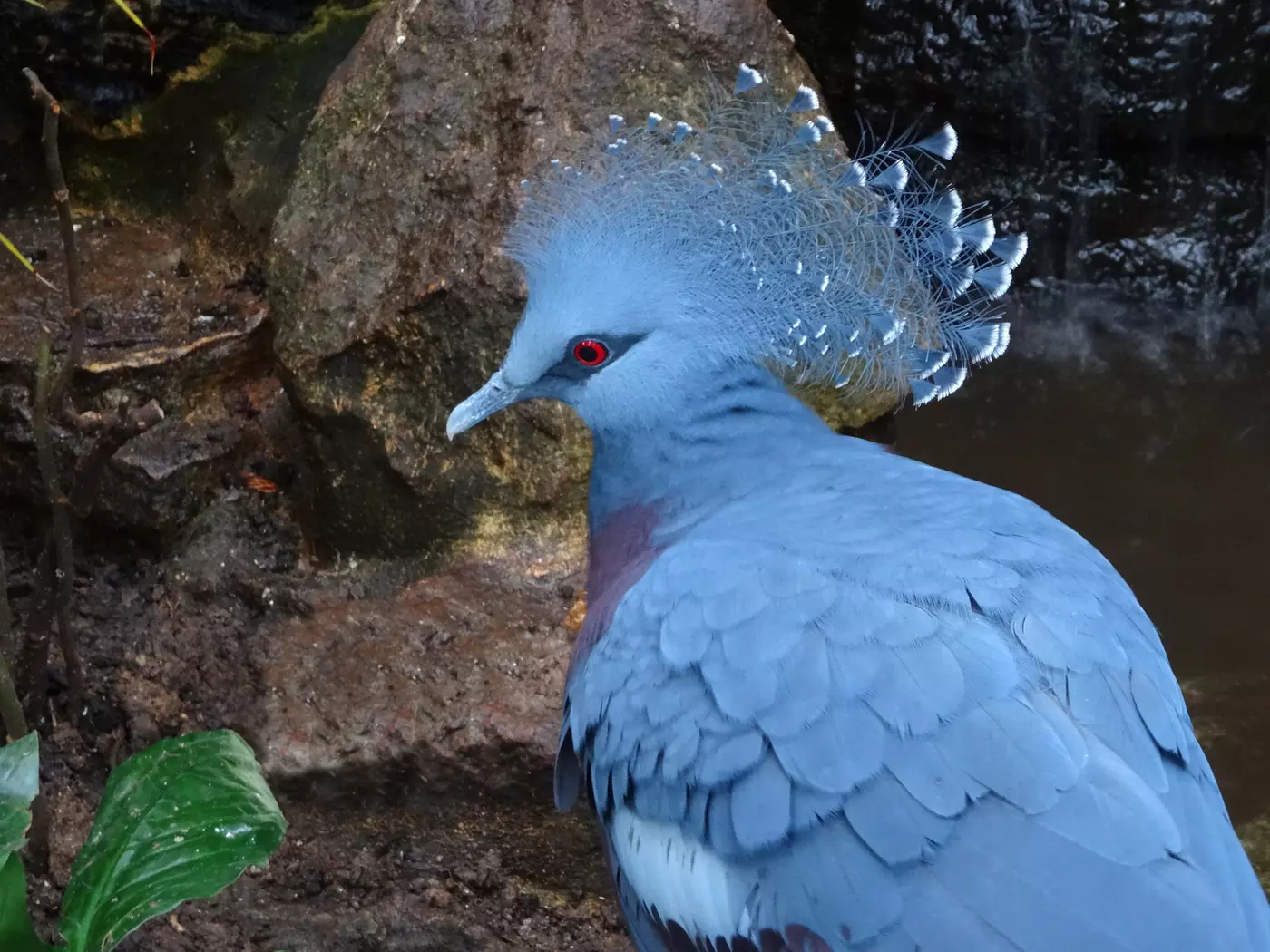 Victoria crowned pigeon