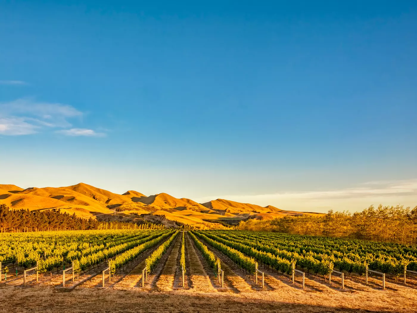 Waipara Vineyard Vineyard in Canterbury, New Zealand