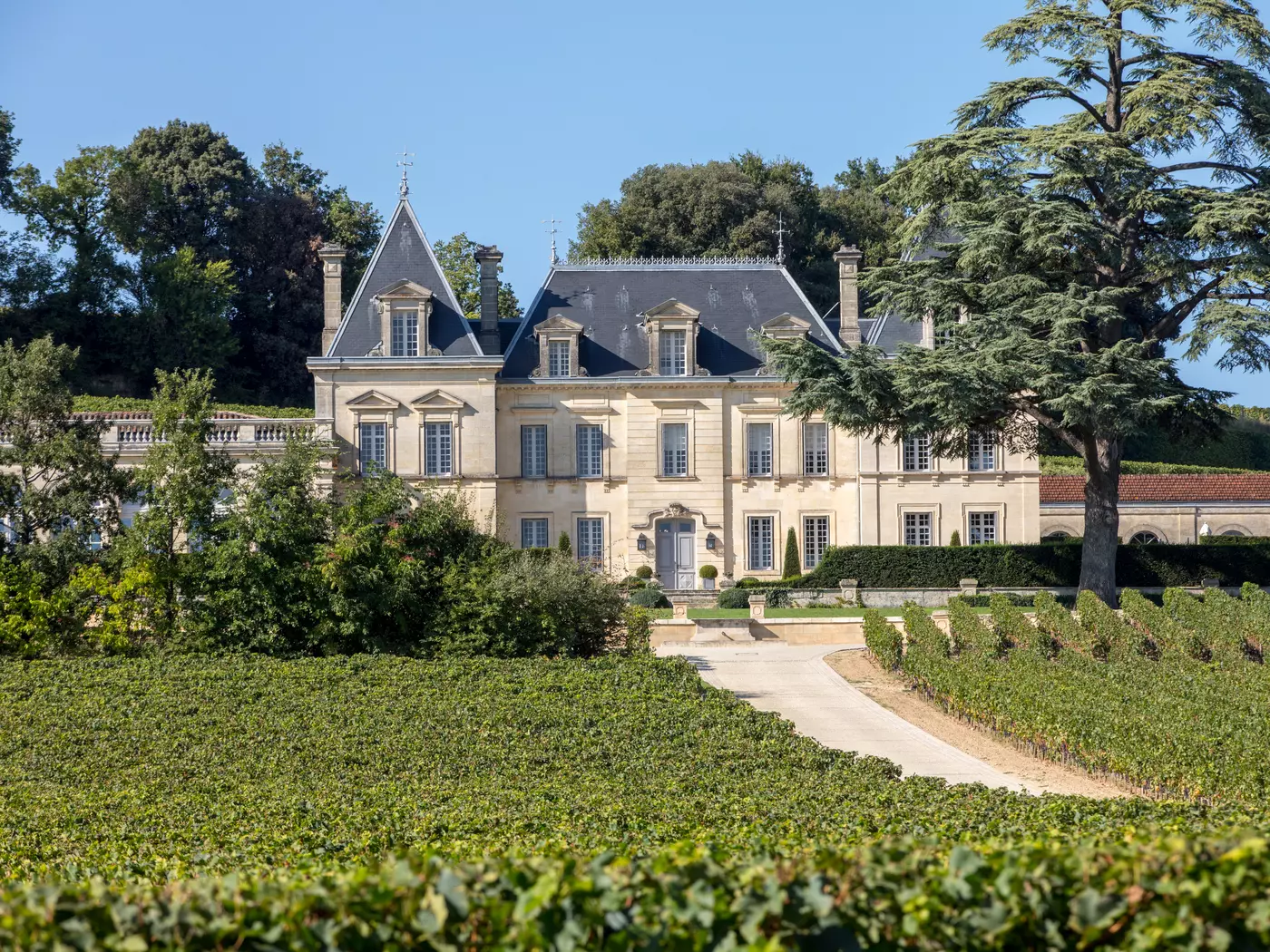 Vineyard of Chateau Fonplegade