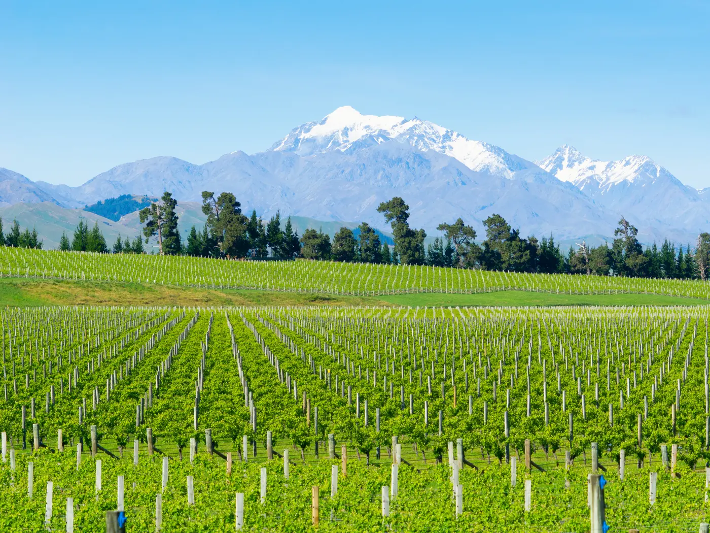 Vineyards in Marlborough Vineyards in Marlborough