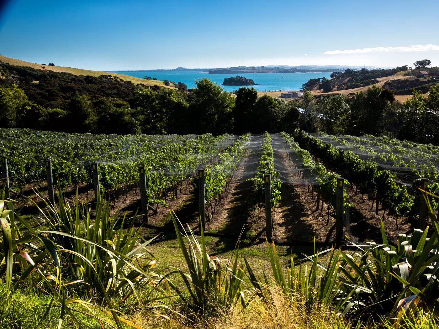 Waiheke Island vineyard