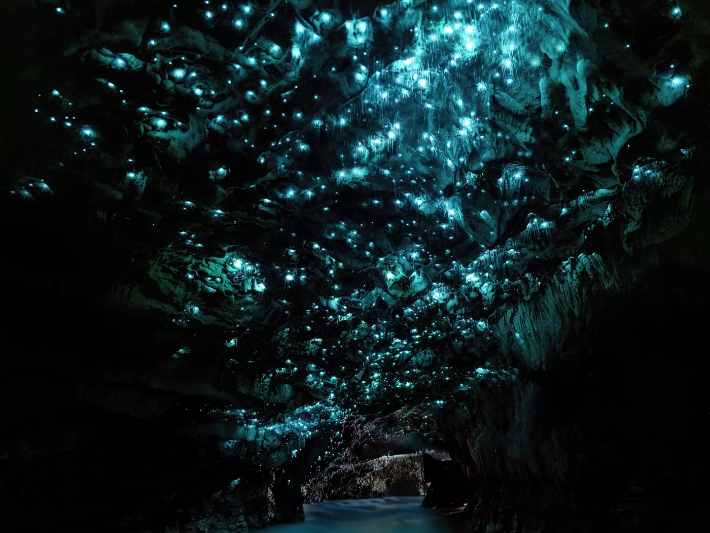 Waitomo Glowworm Caves