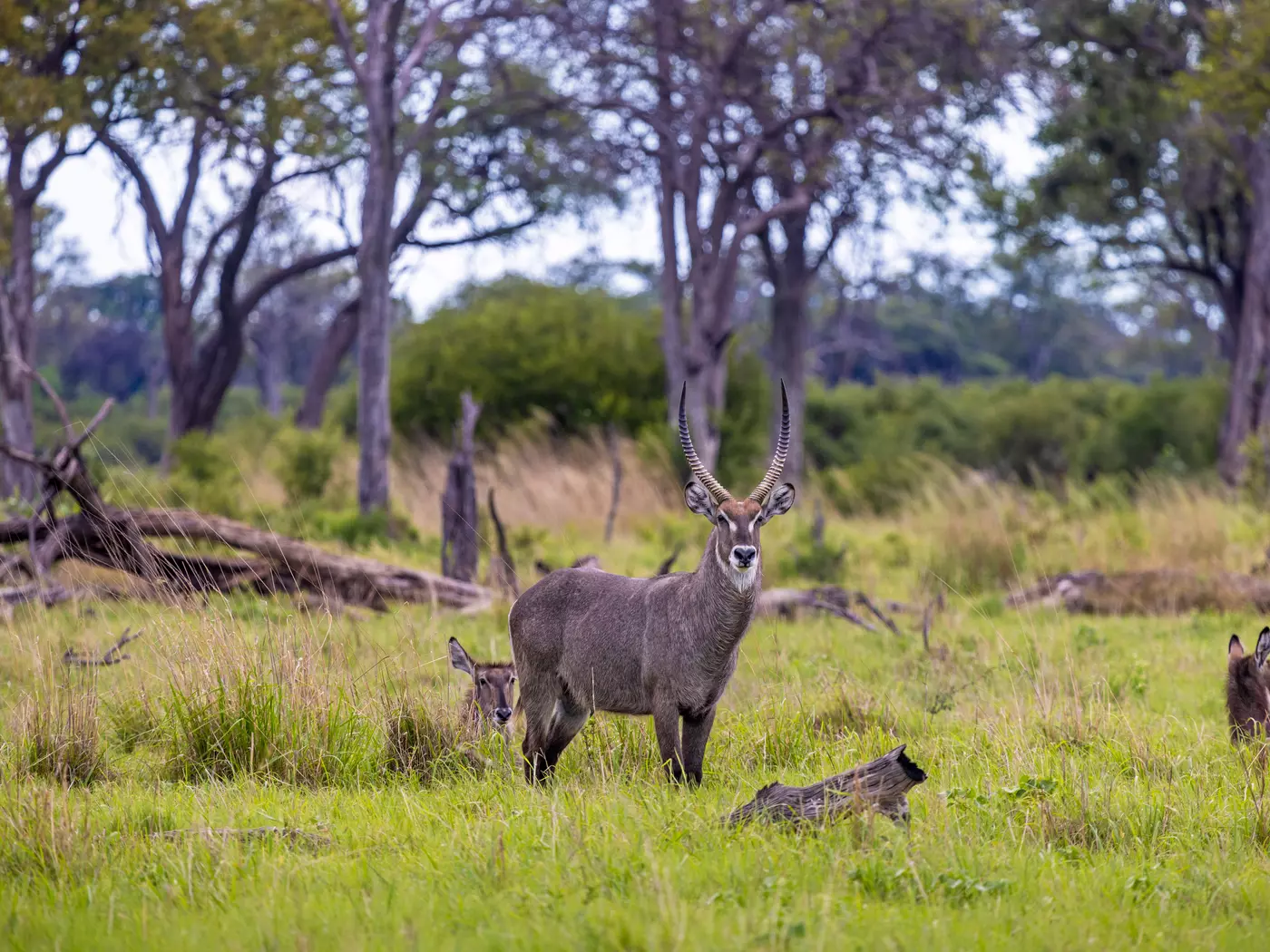 Elusive by nature, the waterbuck inhabit areas close to marsh lands.