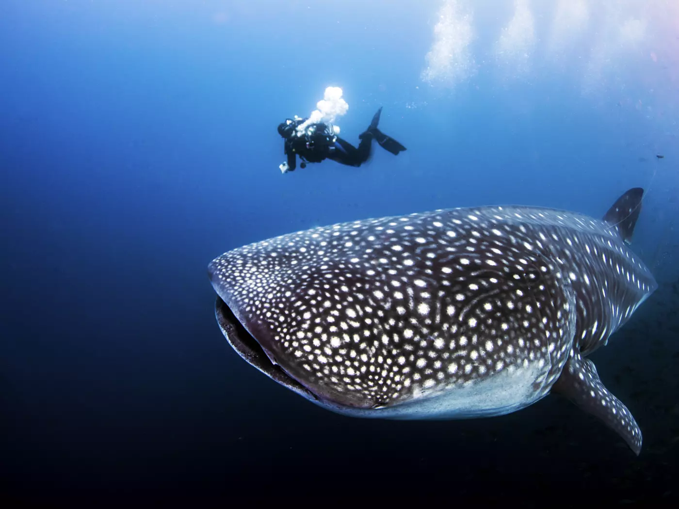 Whale Shark off Darwin Island, Galapagos
