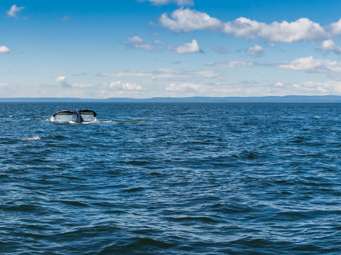 Whale watching at Tadoussac