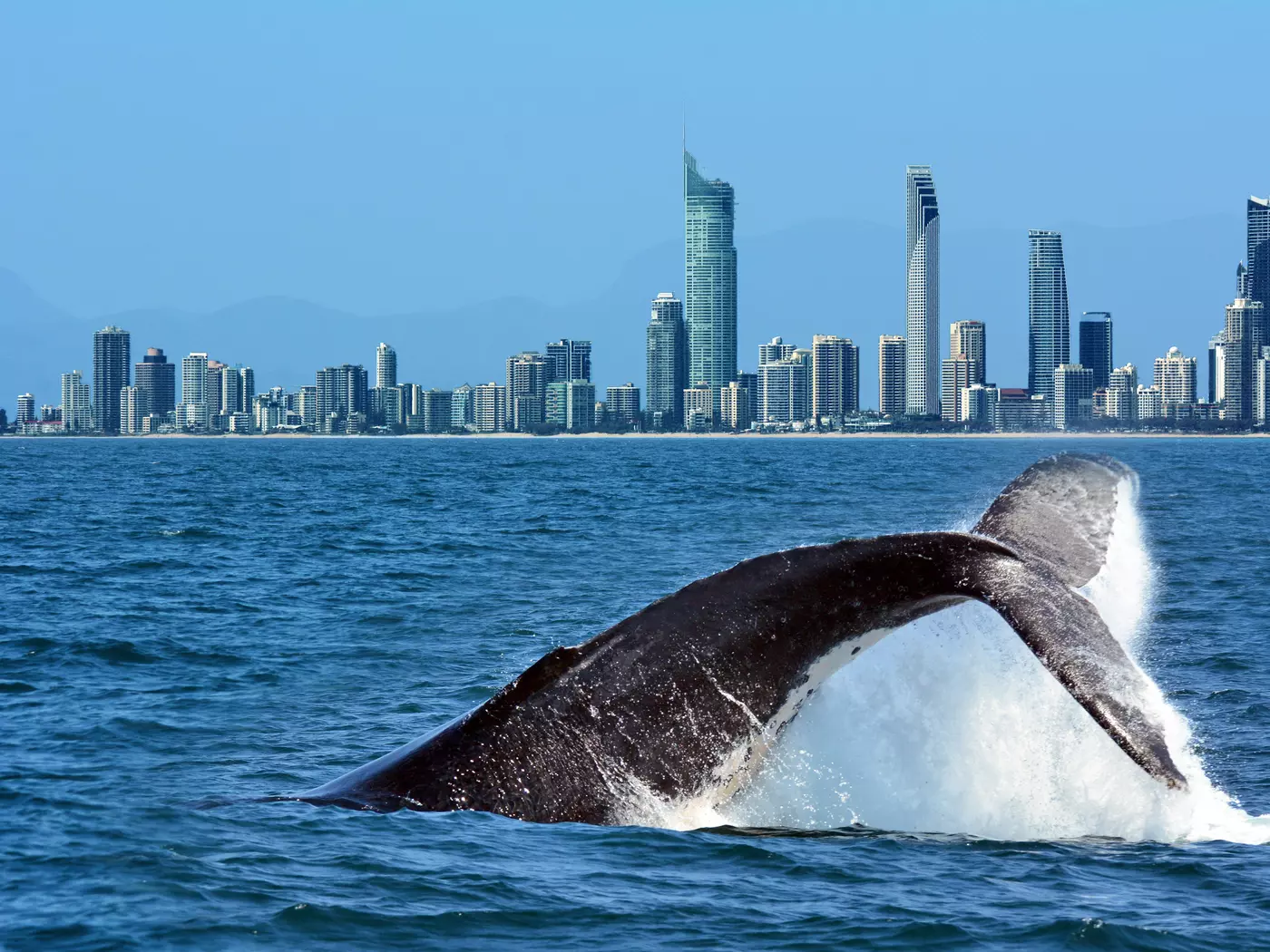 Whale Watching, Gold Coast Whale Watching, Gold Coast