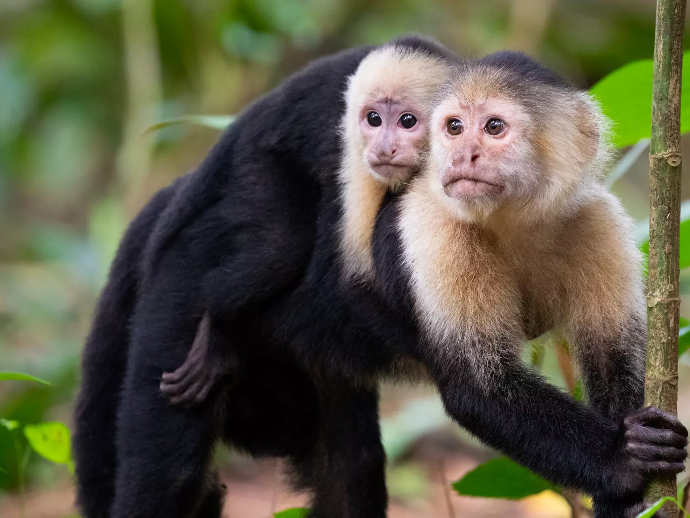White-Faced Capuchin', Tortuguero National Park