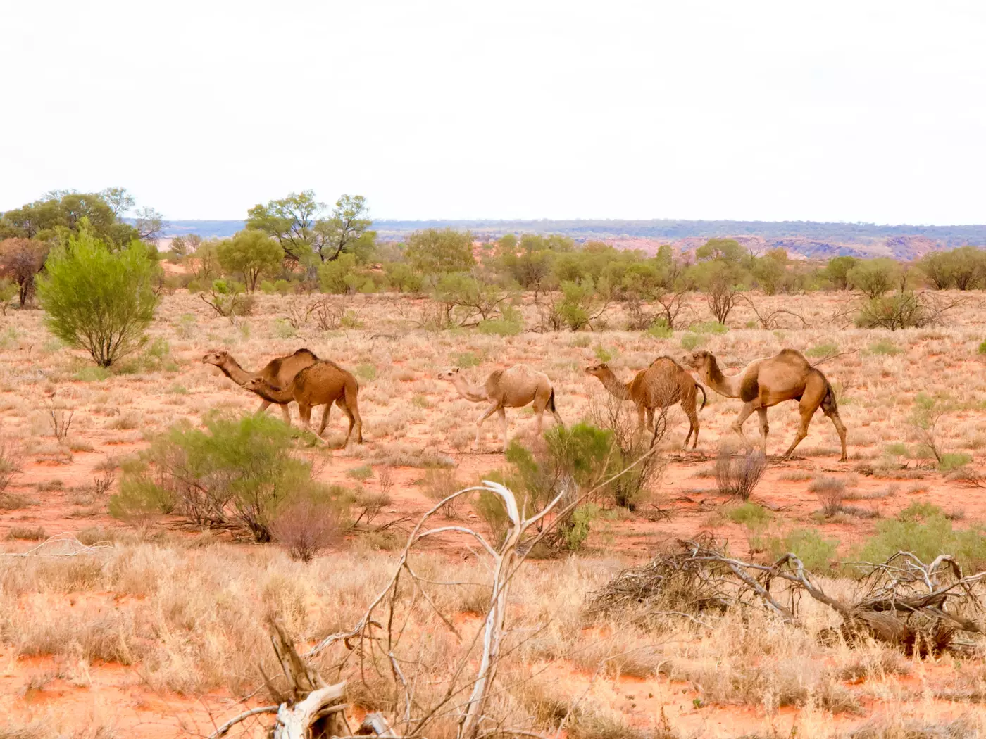 Wild camels near Alice Springs