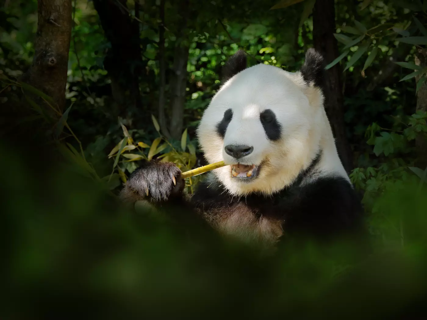 Wolong Panda Reserve