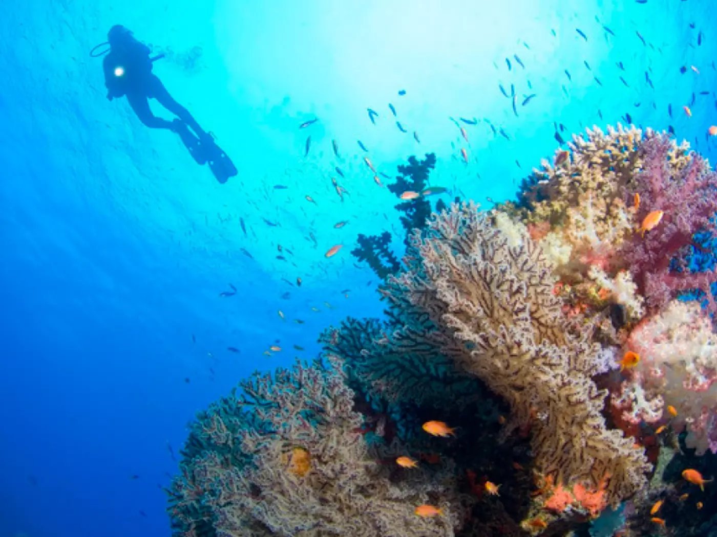 Scuba dive the reefs Suba dive the reefs
