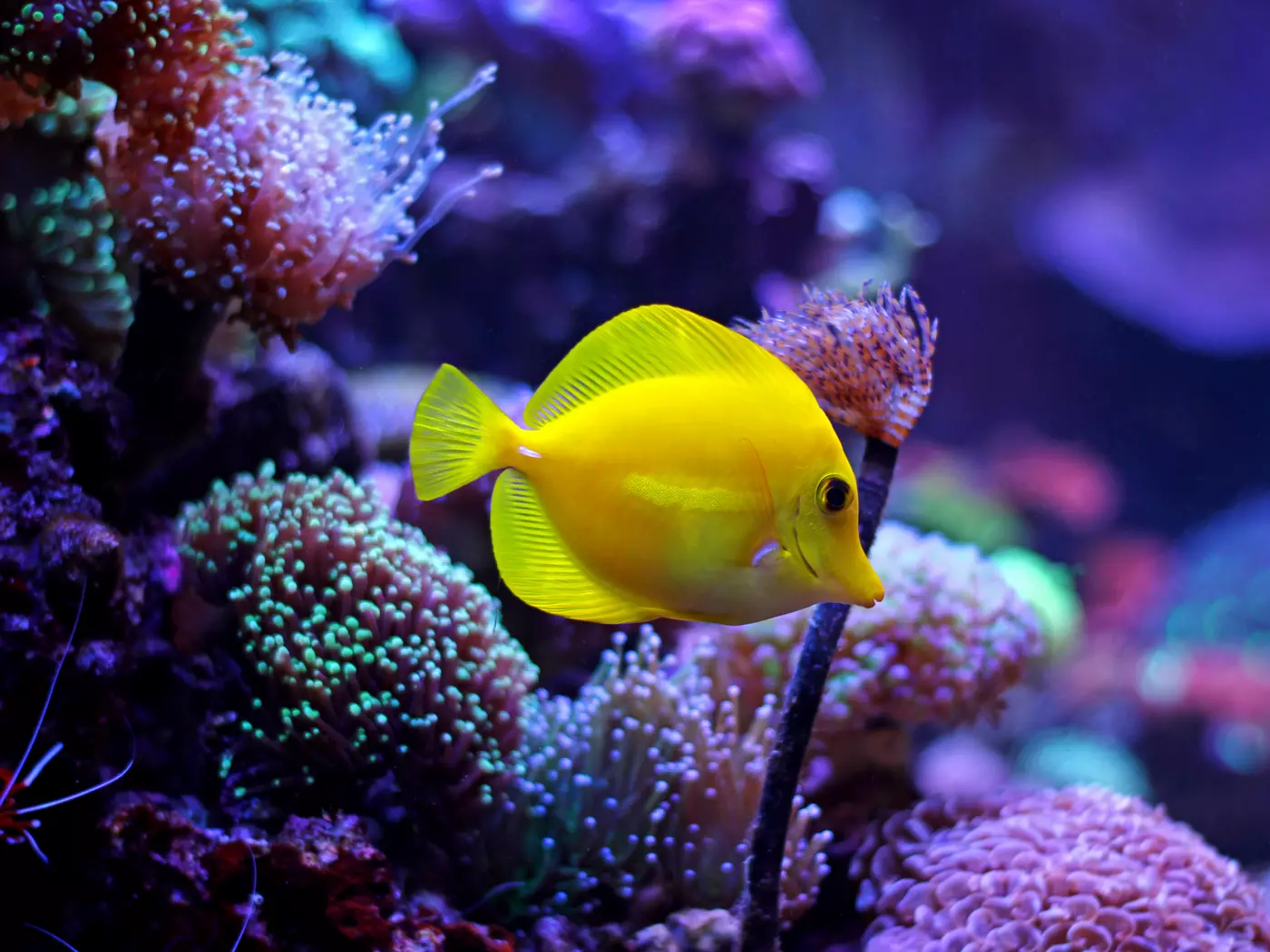 Discover the wonders of the Great Barrier Reef