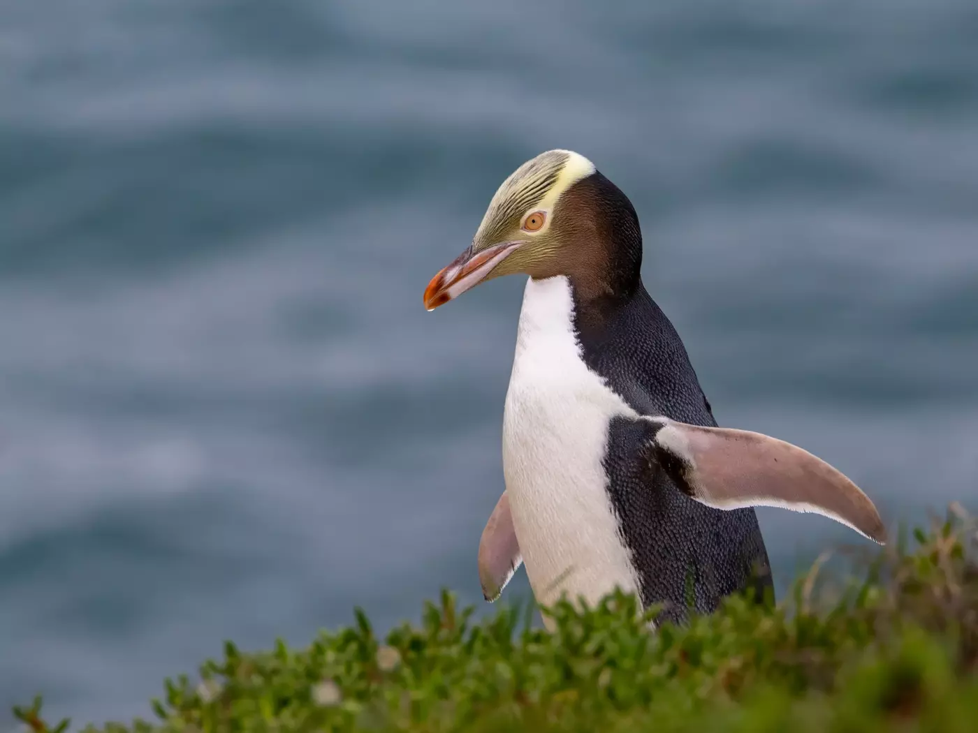 Yellow-eyed penguin