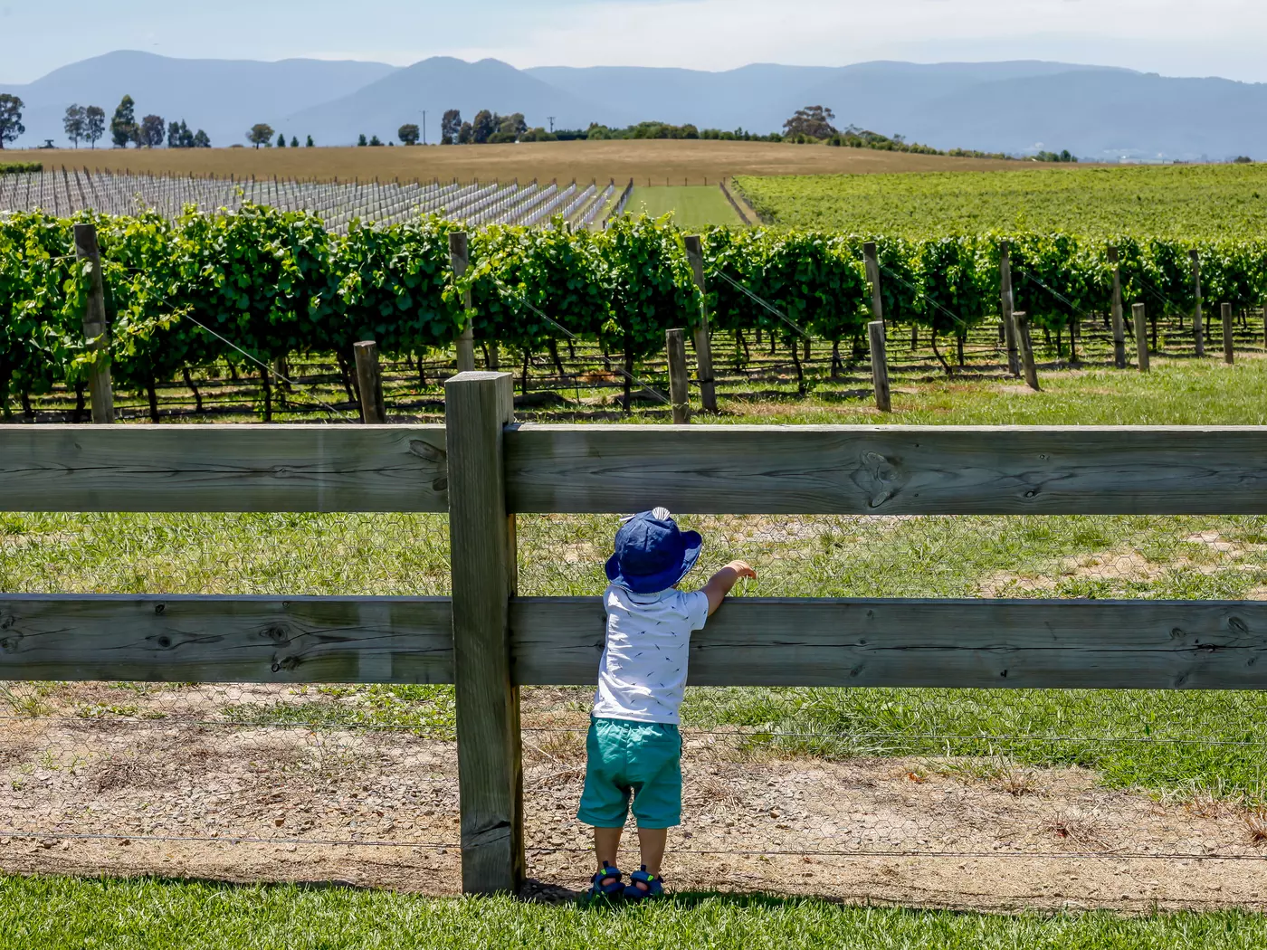 Overlooking a Yarra Valley Vineyard