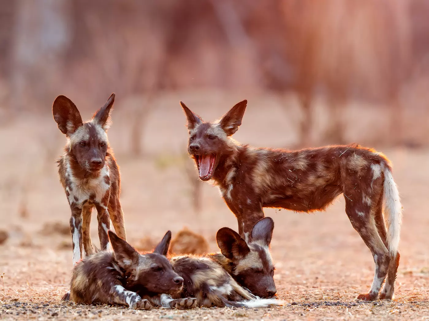 Wild dog pups