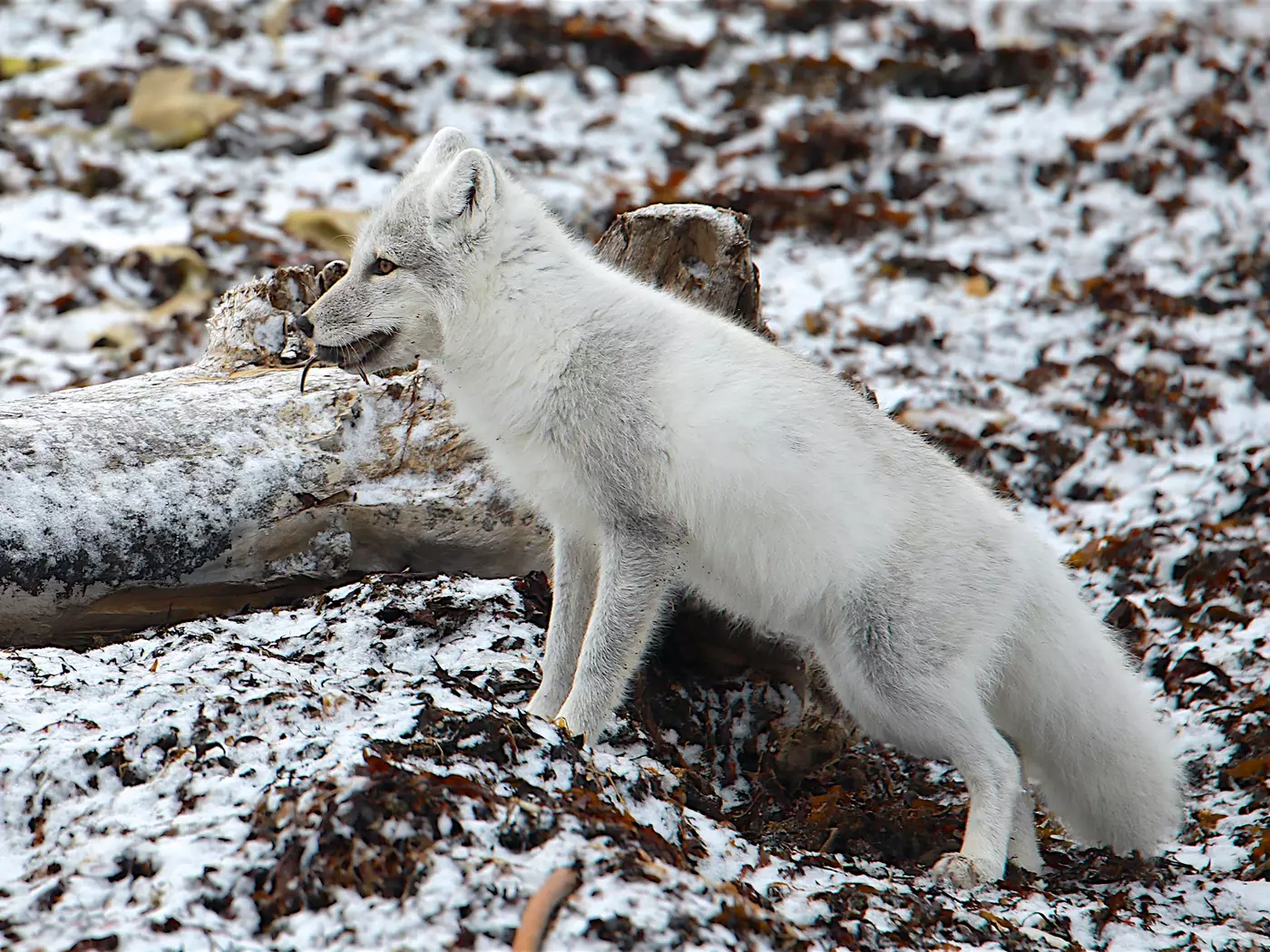 artic fox