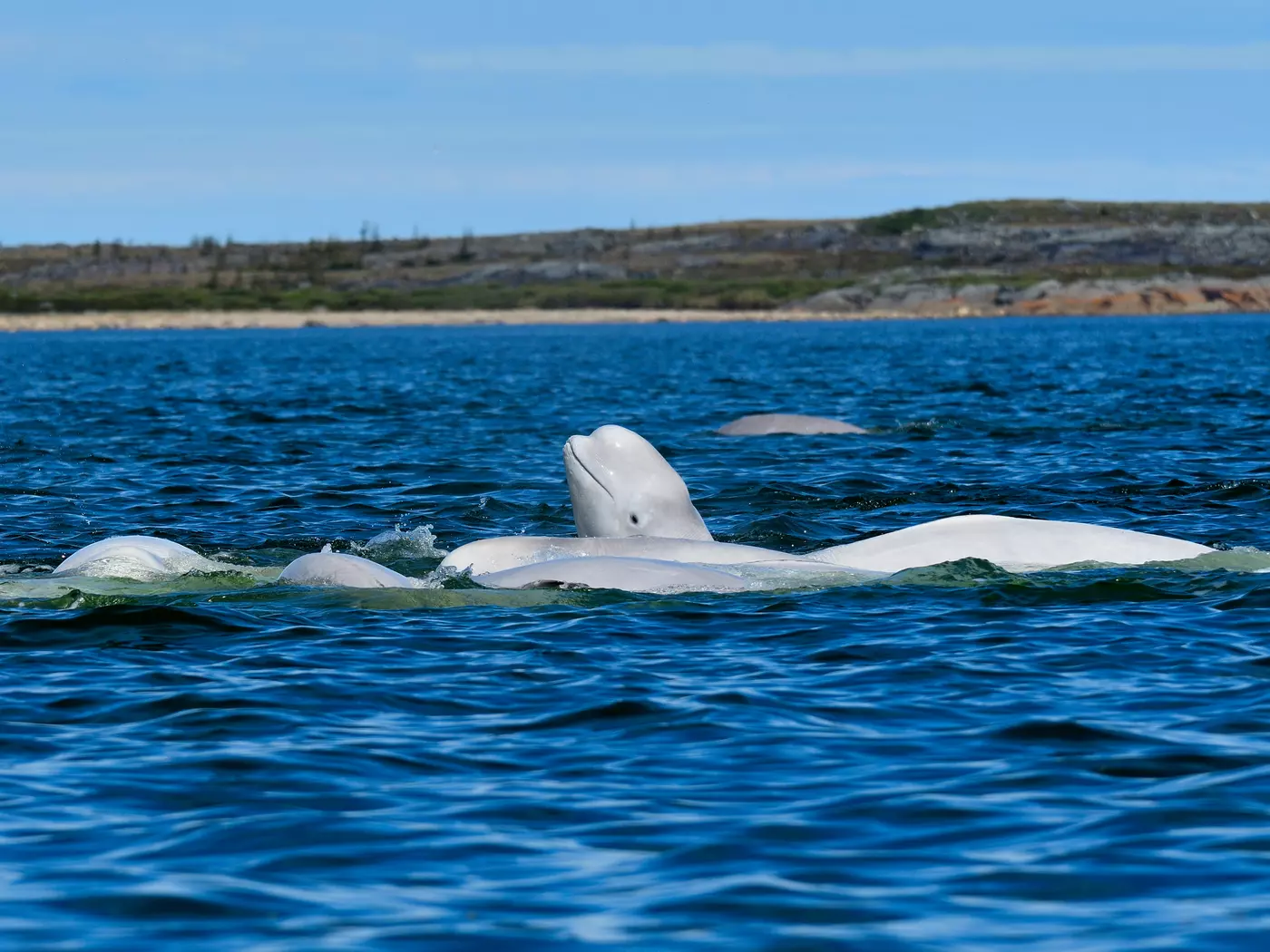 Beluga whale pod