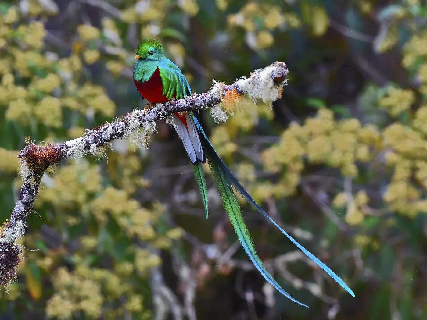 A Resplendent Quetzal sits on a branch in Monteverde Cloud Forest in Costa Rica.
