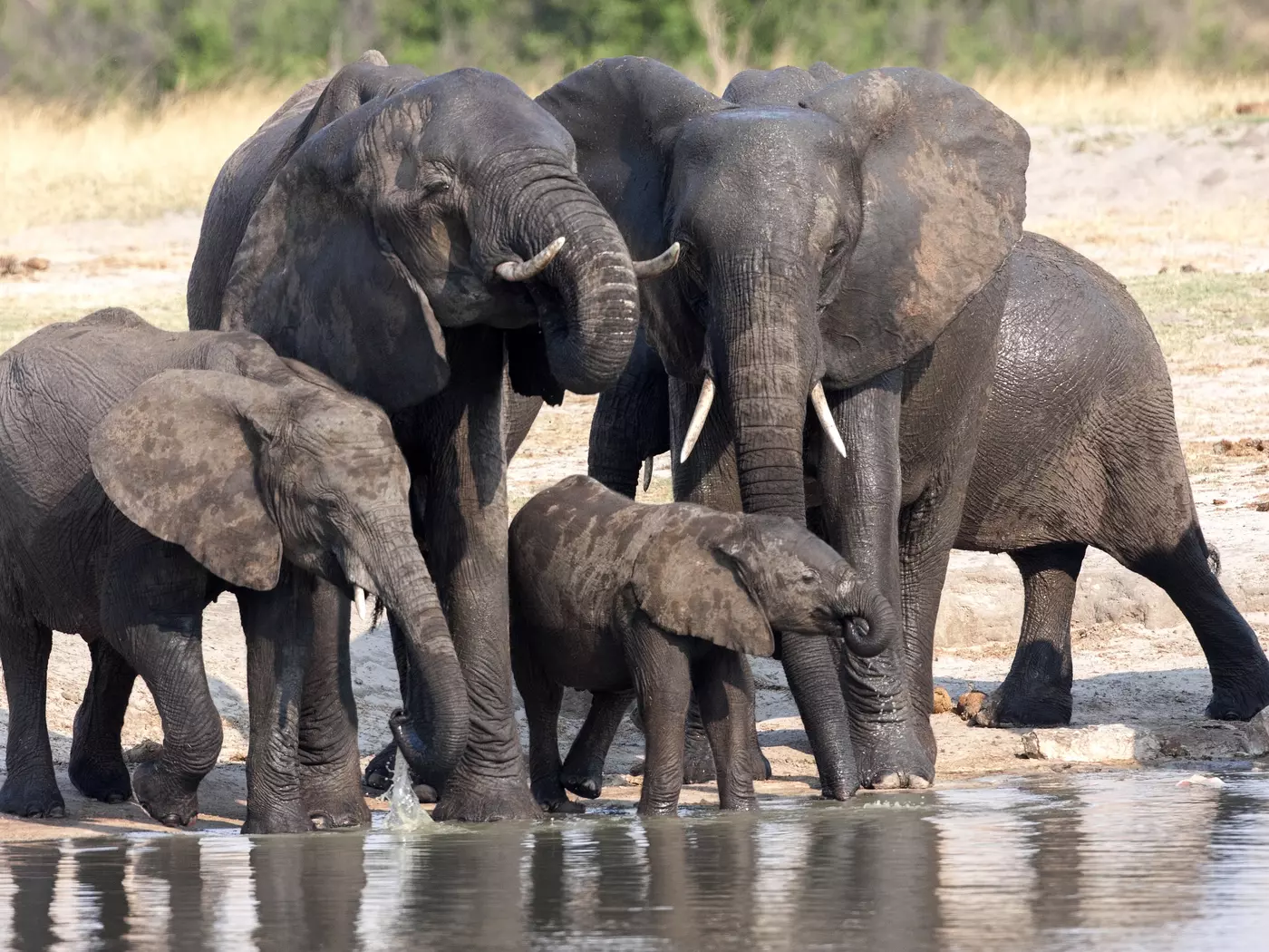 Elephant herd 