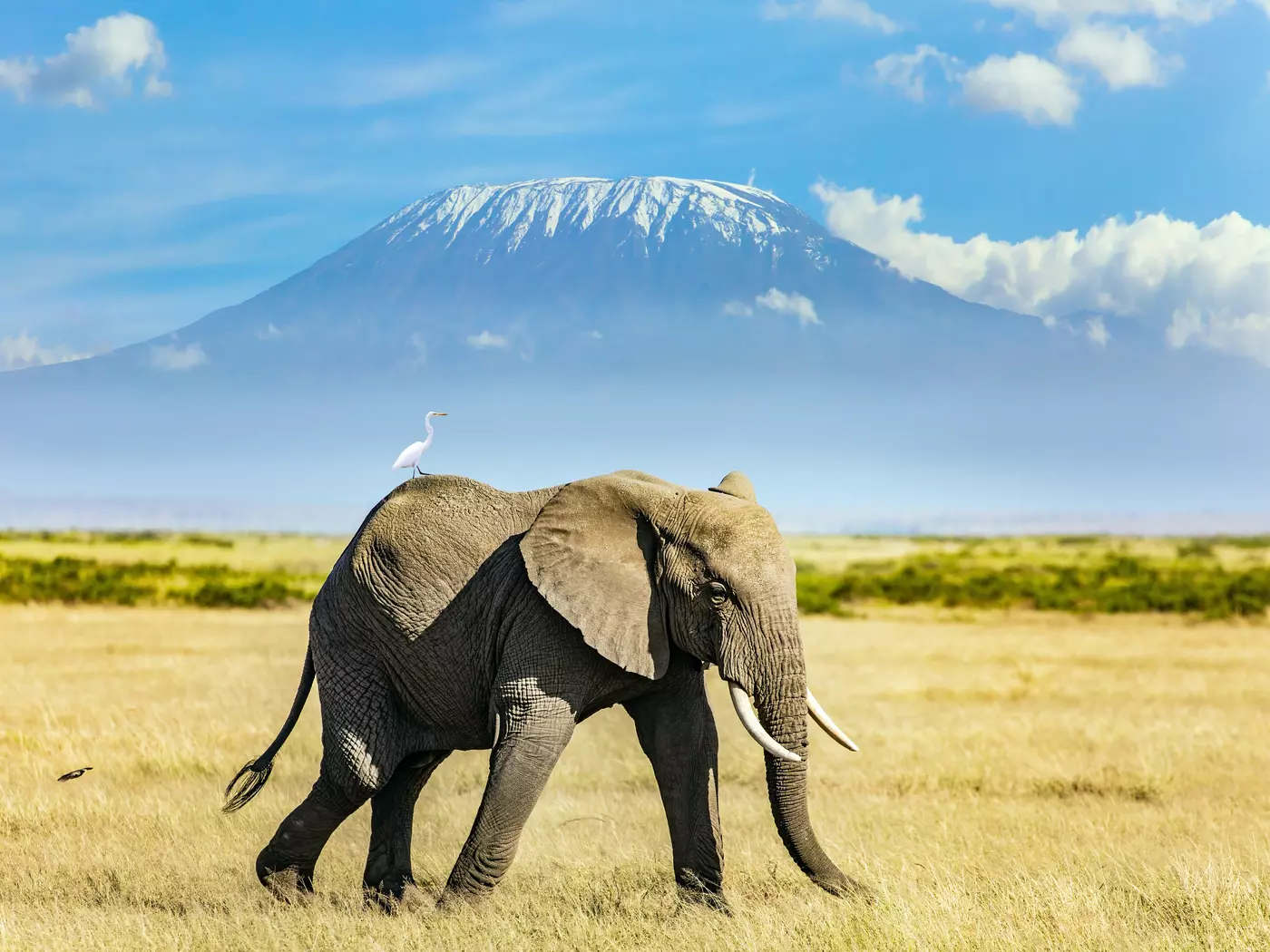 Elephant in front of Kilimanjaro