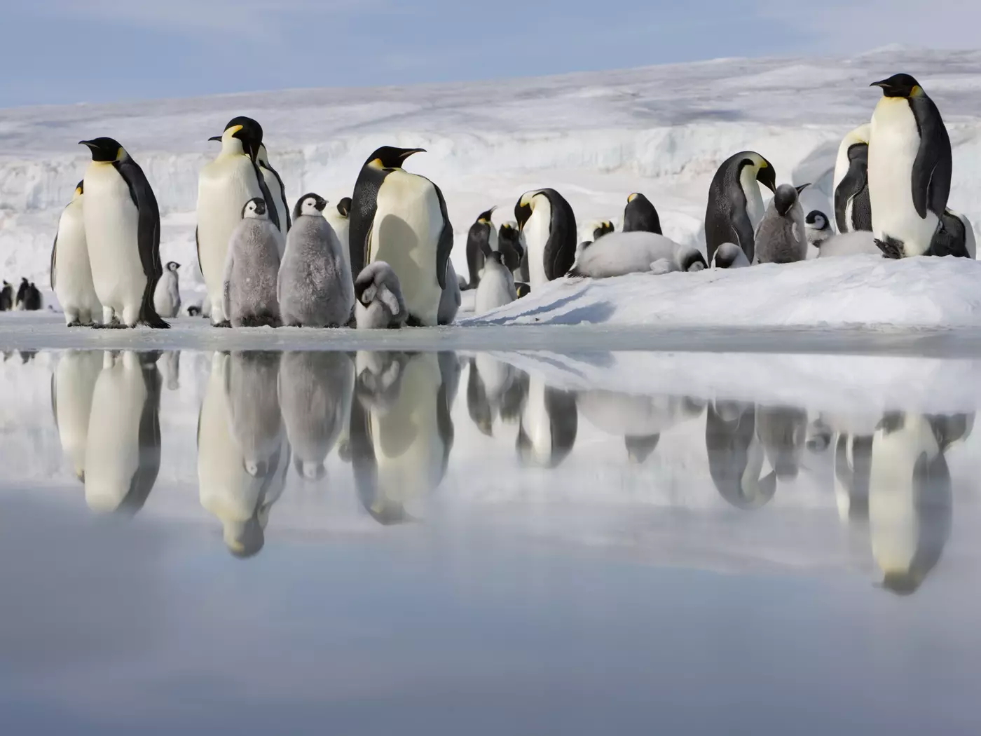 Emperor penguins