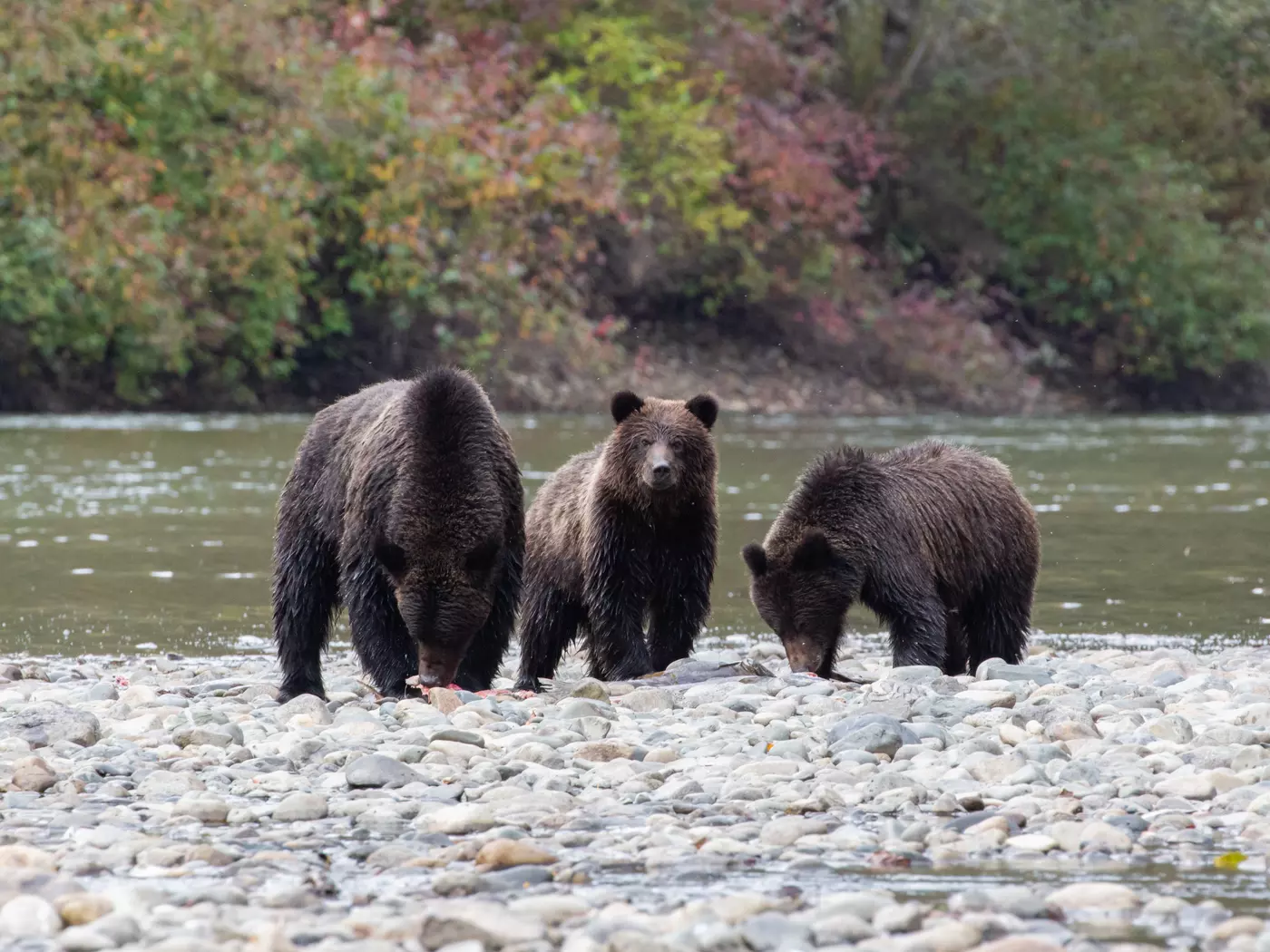 Grizzly family in British Columbia