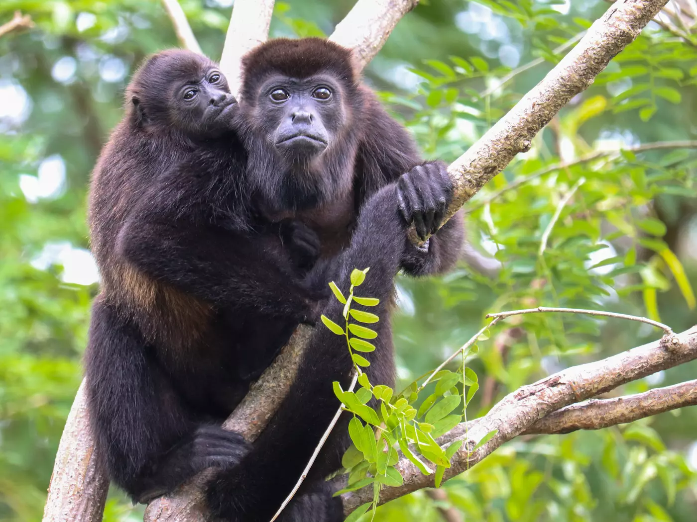 howler monkeys