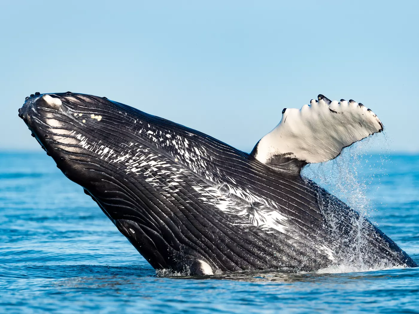 Humpback whale breaching, Vancouver Island
