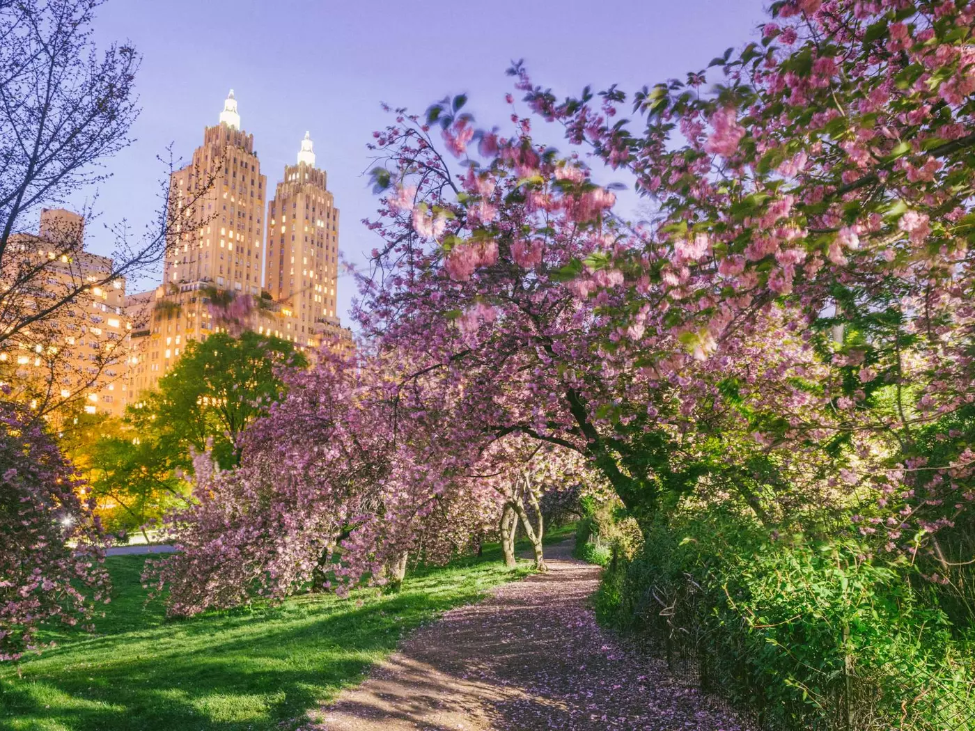 Pink cherry blossoms in Central Park at dusk during springtime in New York City