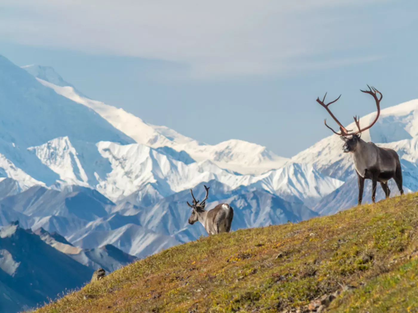 Denali National Park